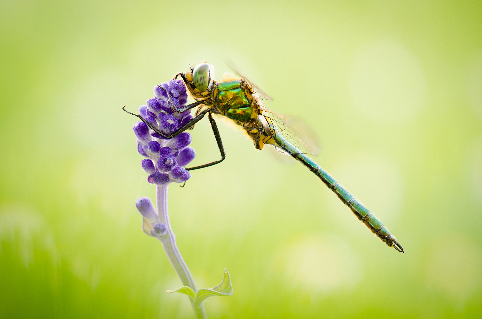 Somatochlora metallica