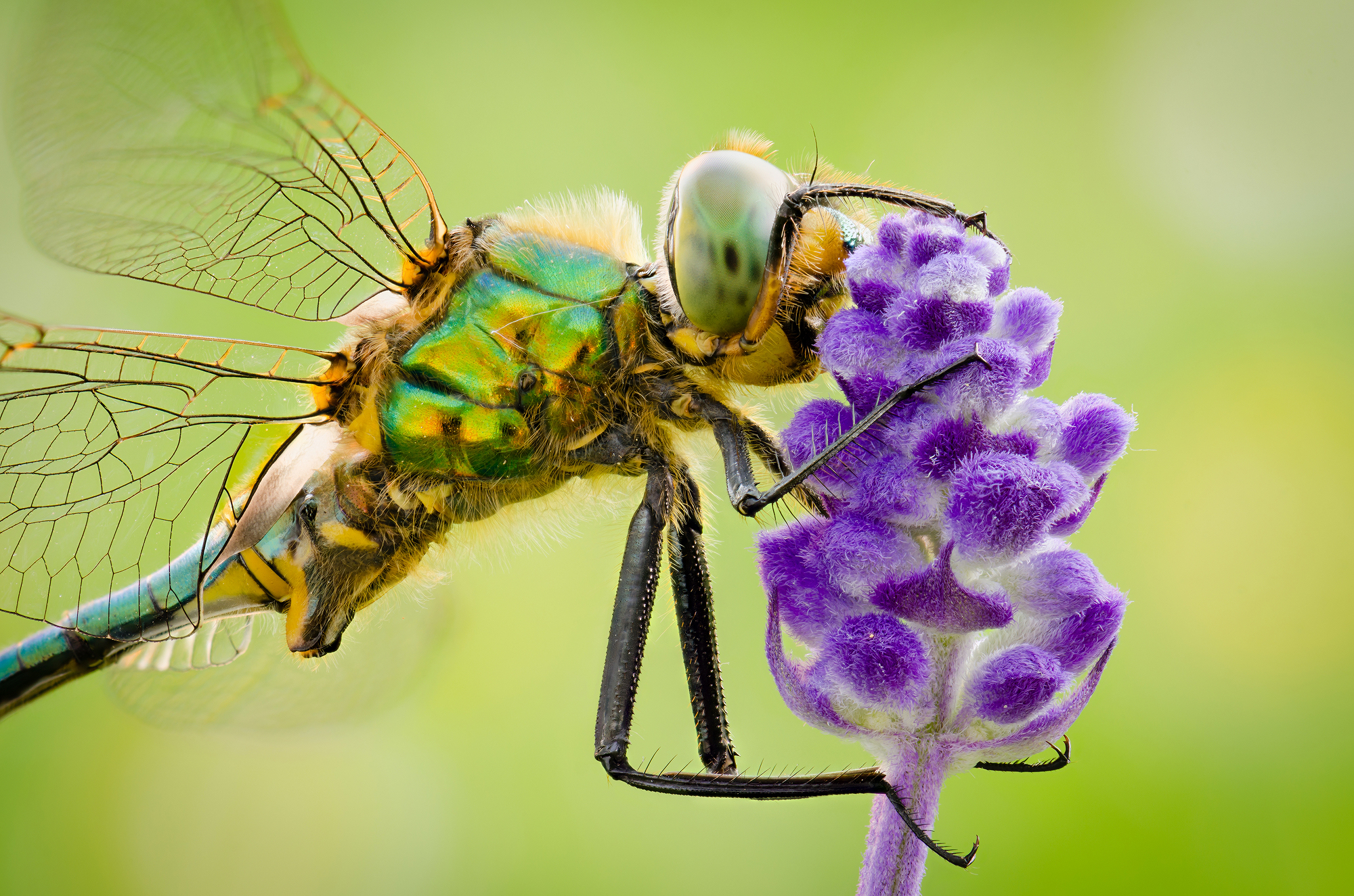 Somatochlora metallica
