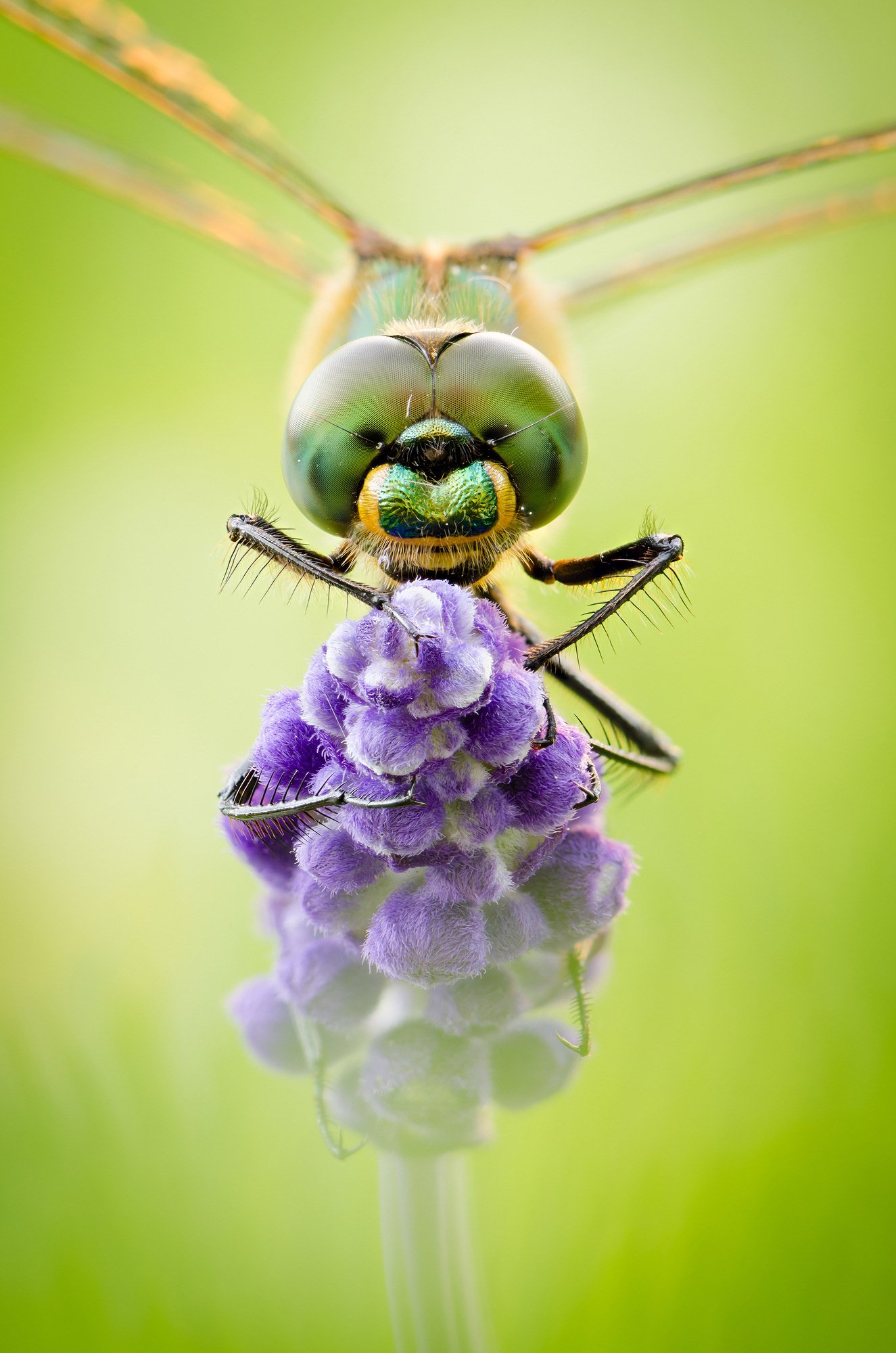 Somatochlora metallica
