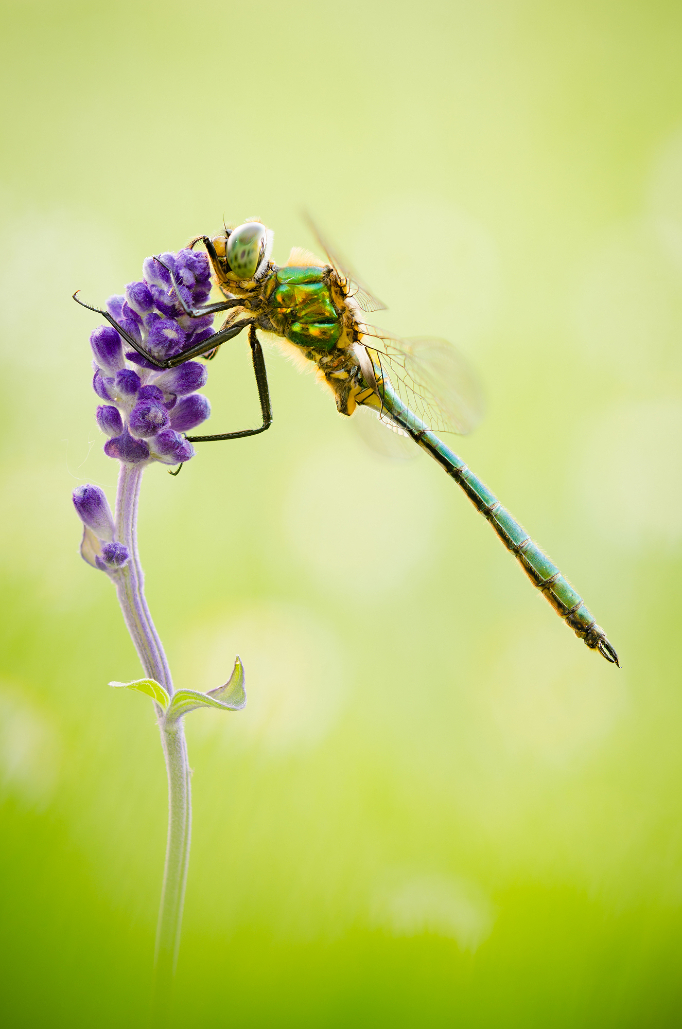 Somatochlora metallica