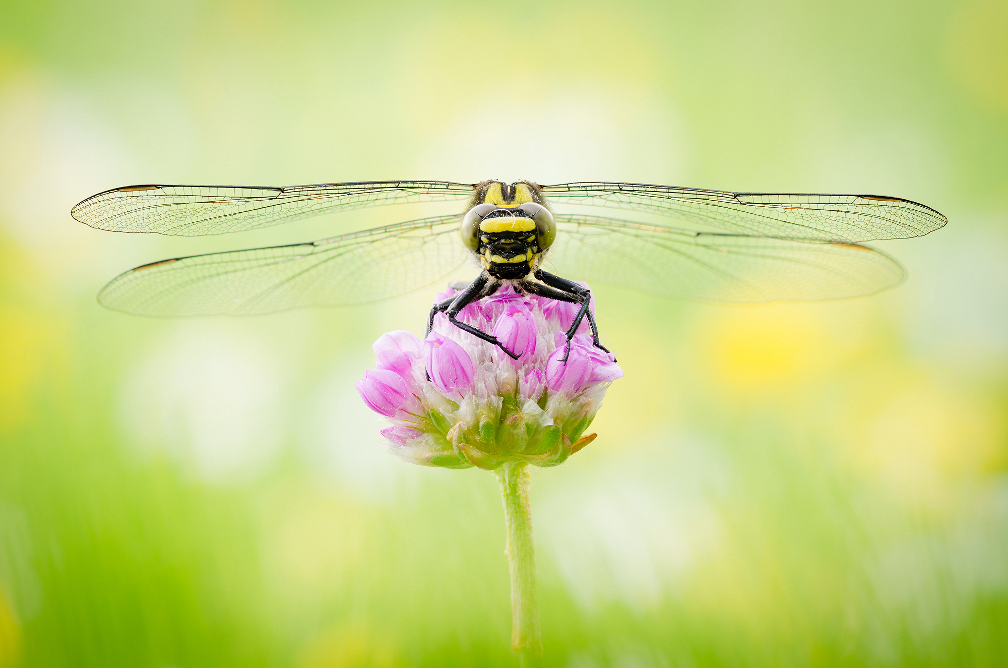 Gomphus vulgatissimus