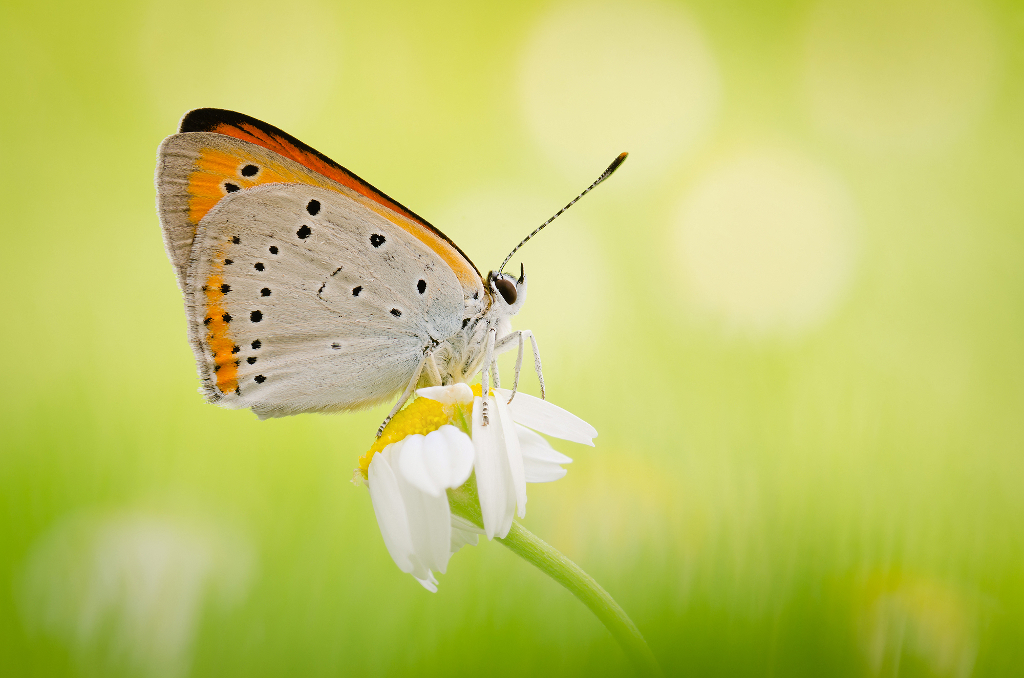 Lycaena dispar