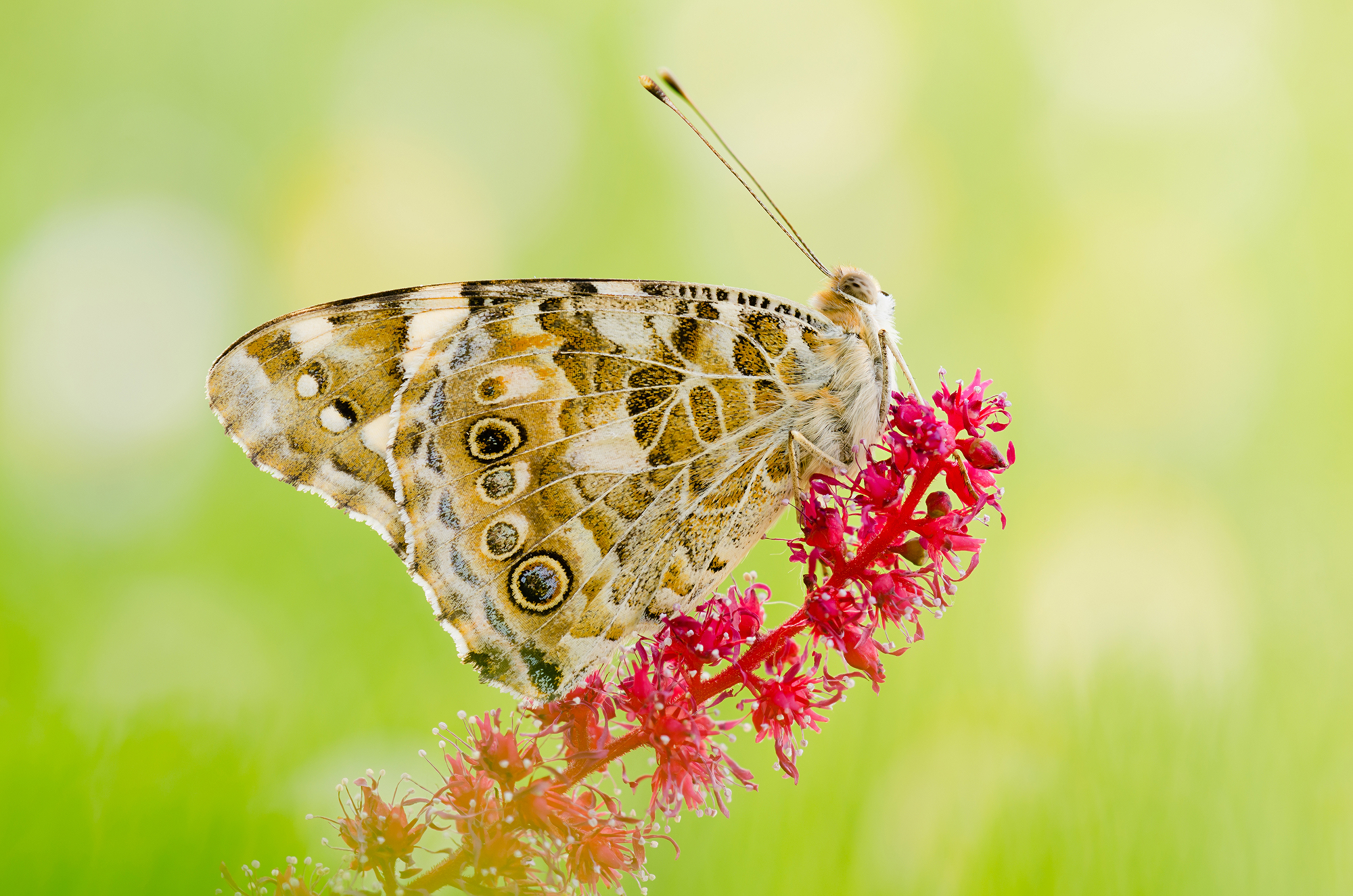 Vanessa cardui