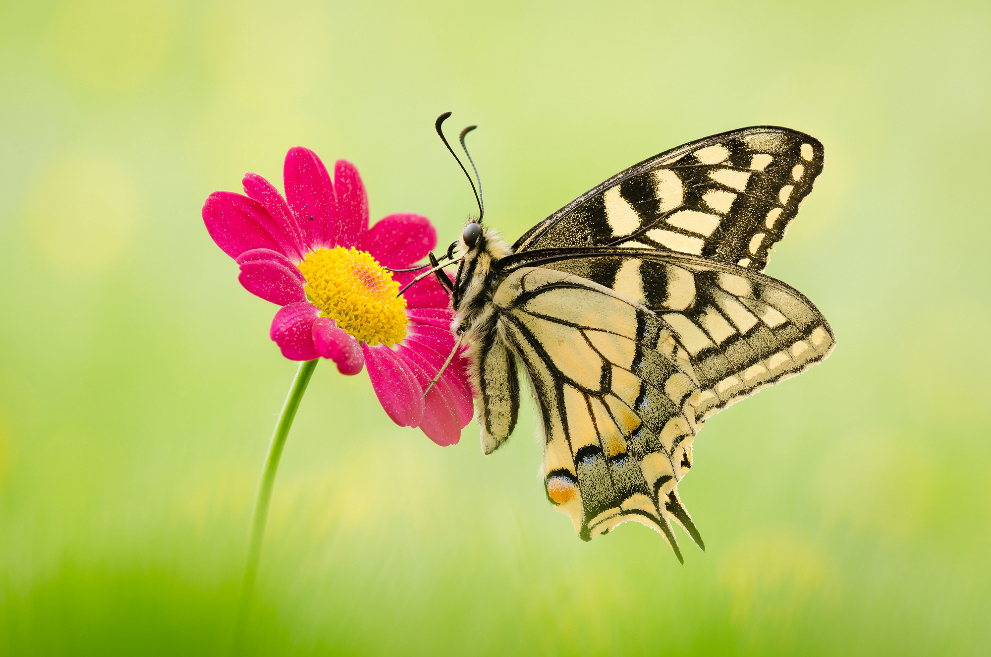 Papilio machaon