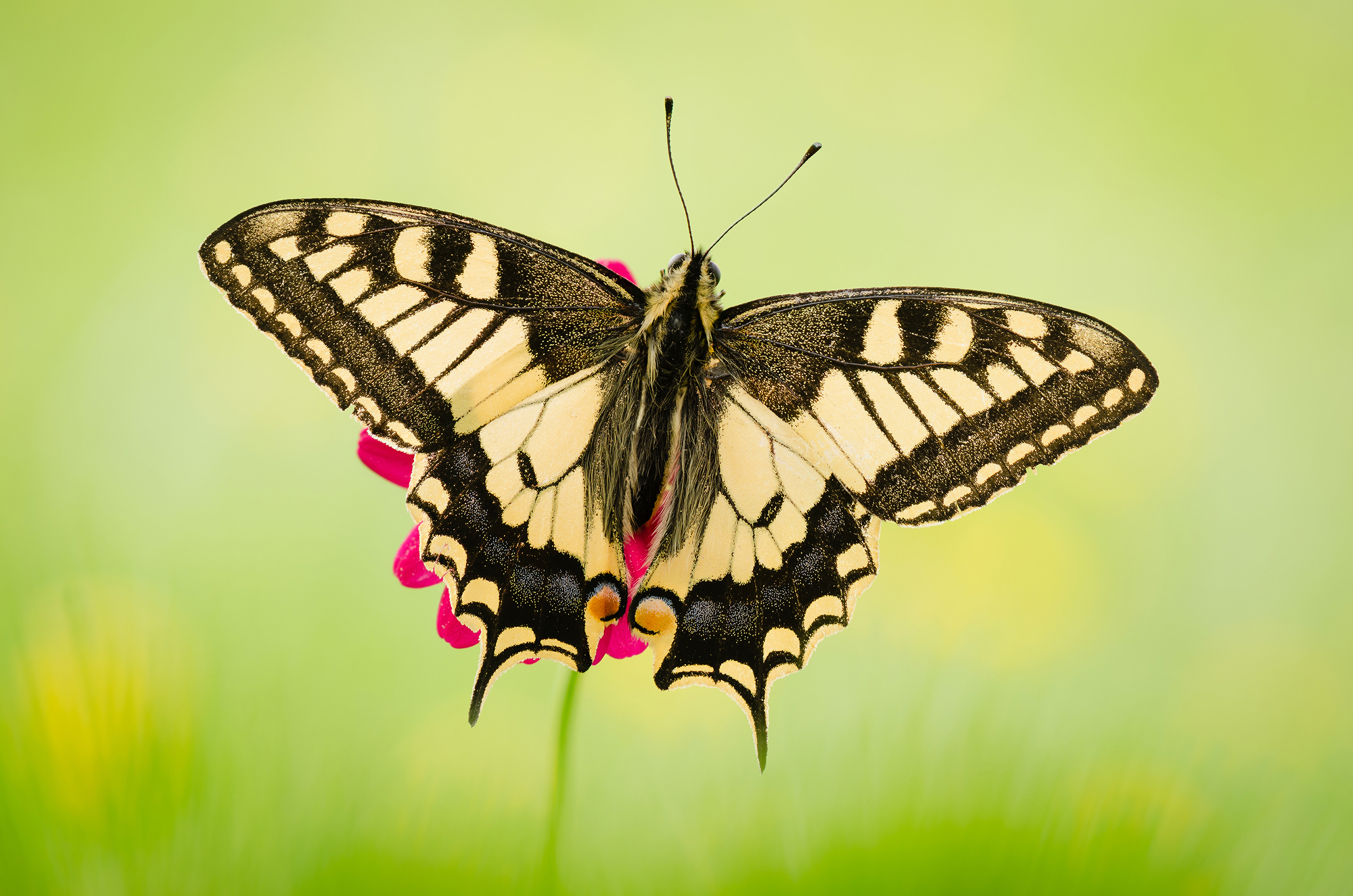 Papilio machaon