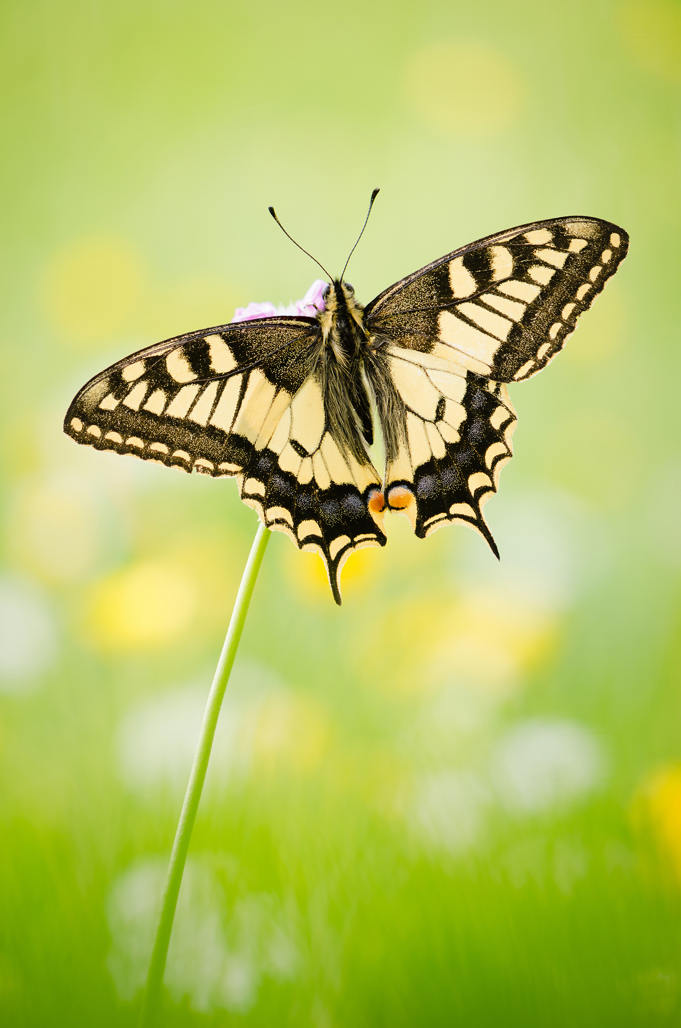 Papilio machaon