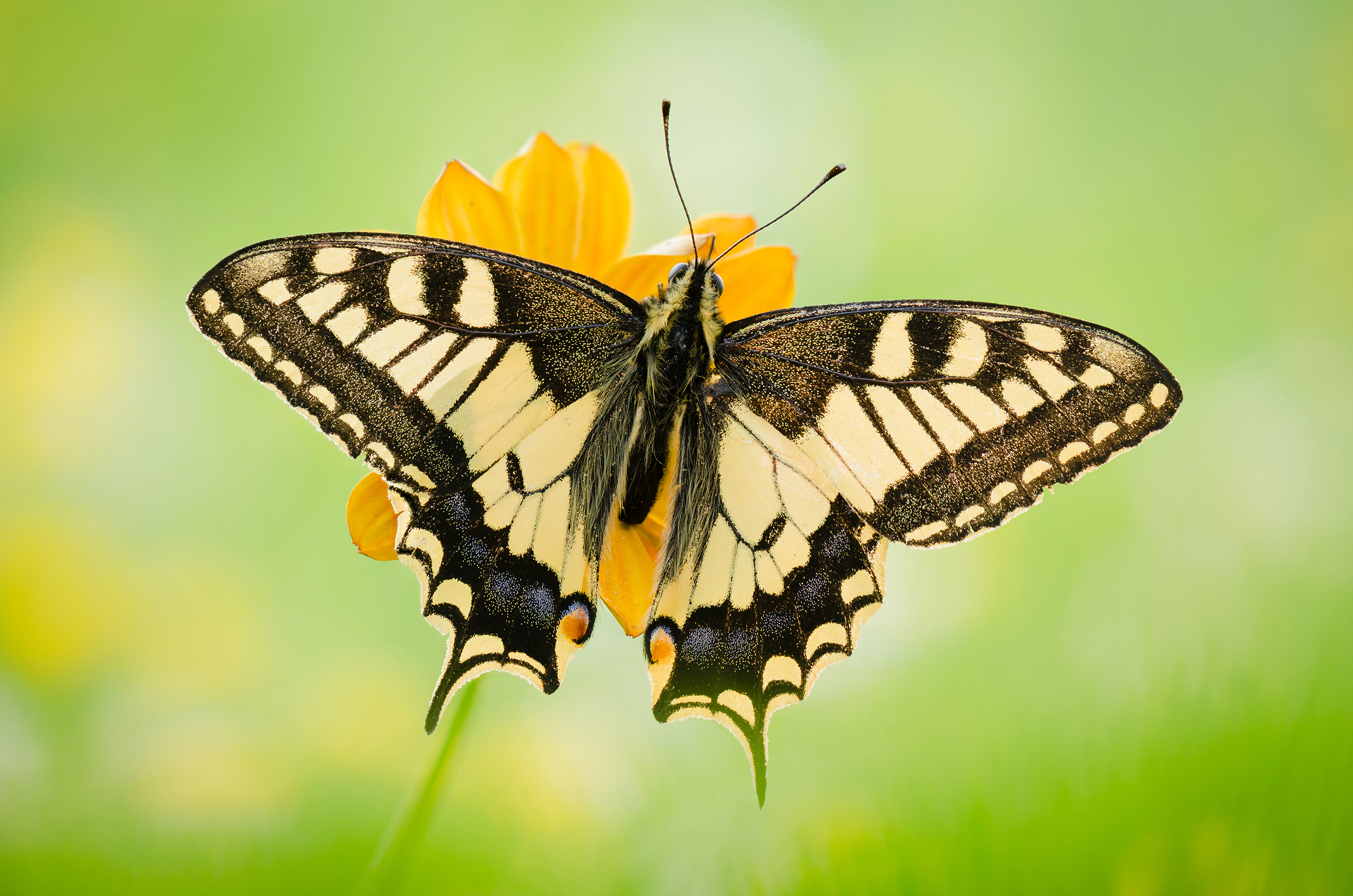 Papilio machaon
