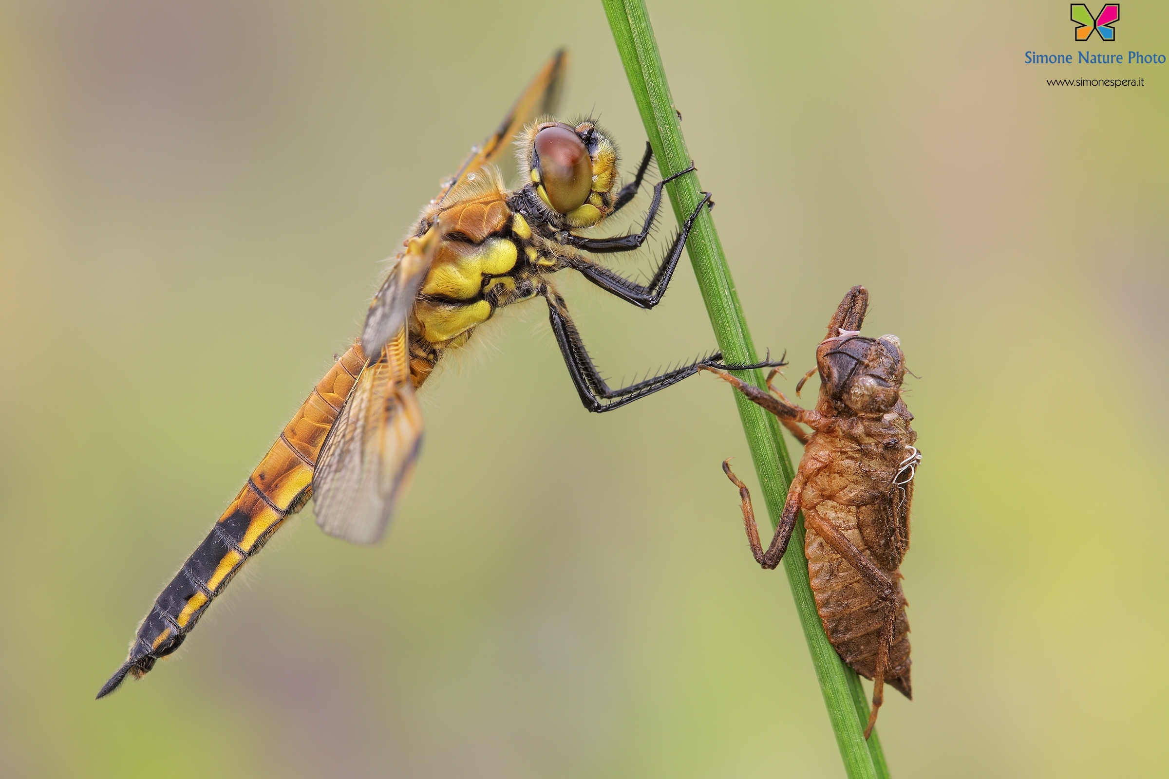 New life.....Libellula quadrimaculata (Linnaeus, 1758)