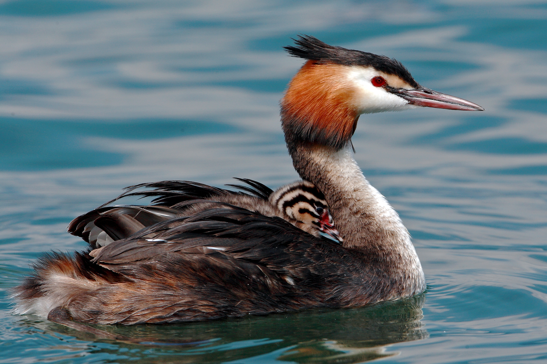 Mom grebe.