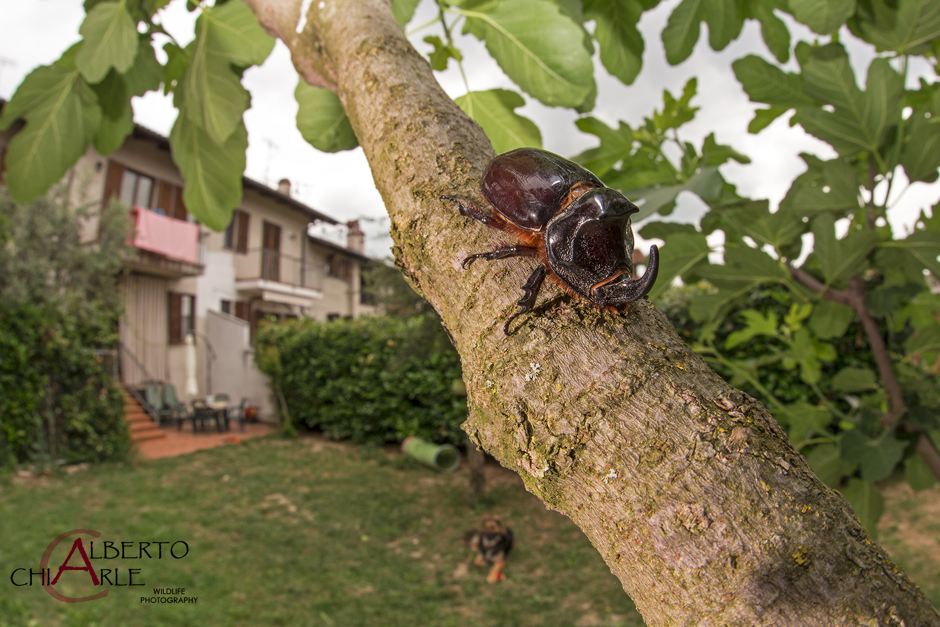 Rhinoceros beetle (Oryctes nasicornis)