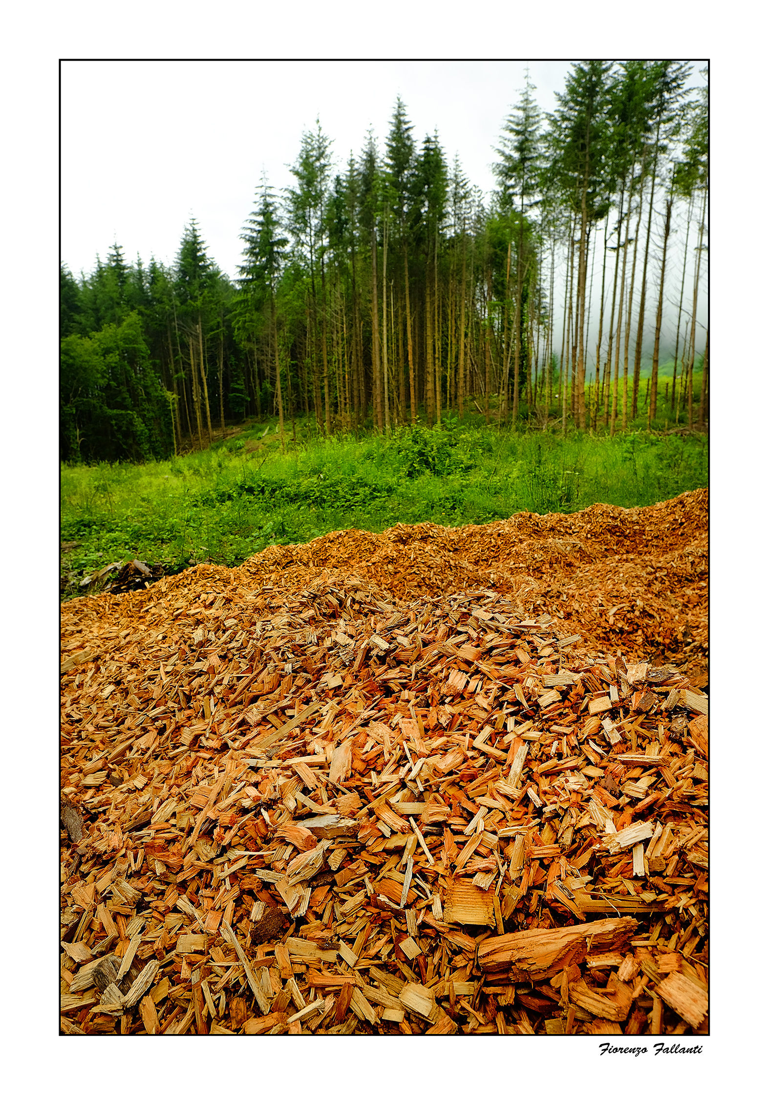 ... Primal woods ...