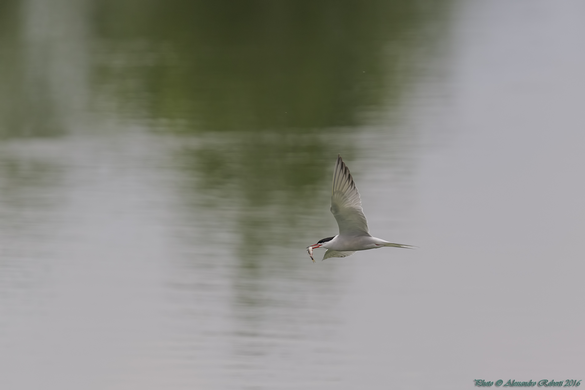 Tern with prey