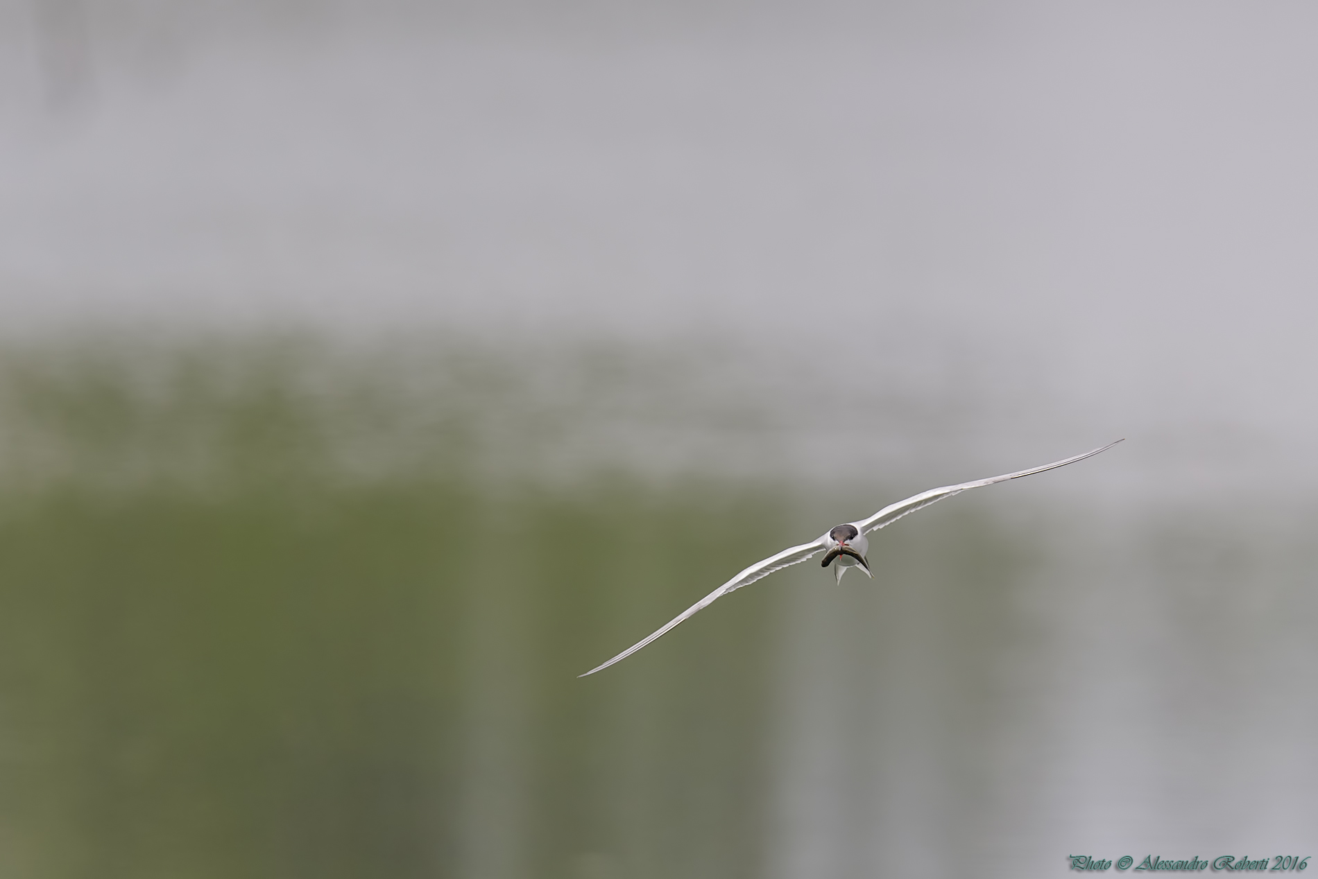 Tern with prey