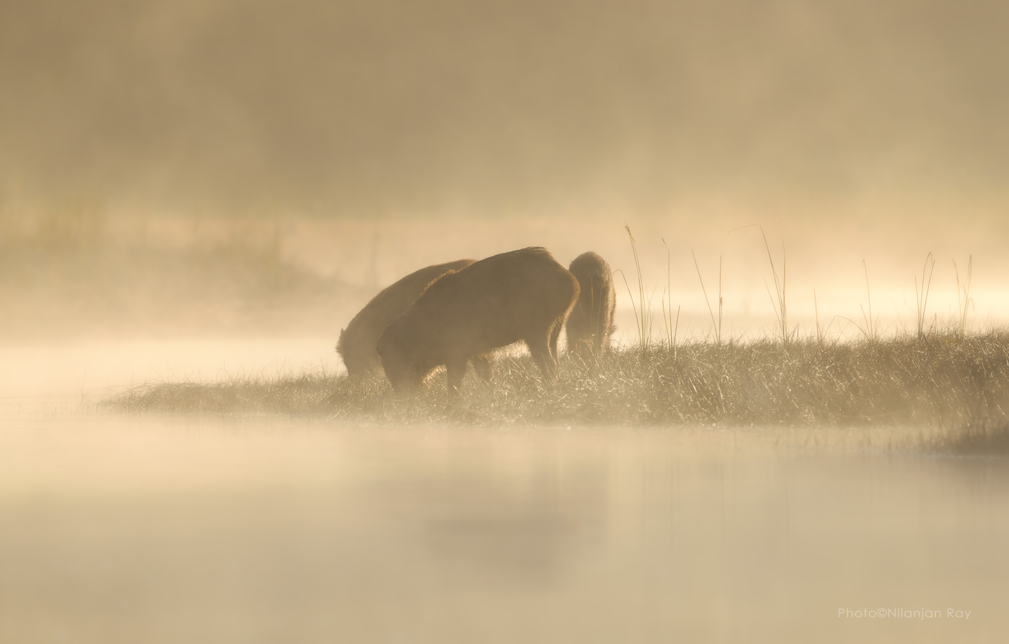 cinghiali in una nebbiosa mattina d'inverno