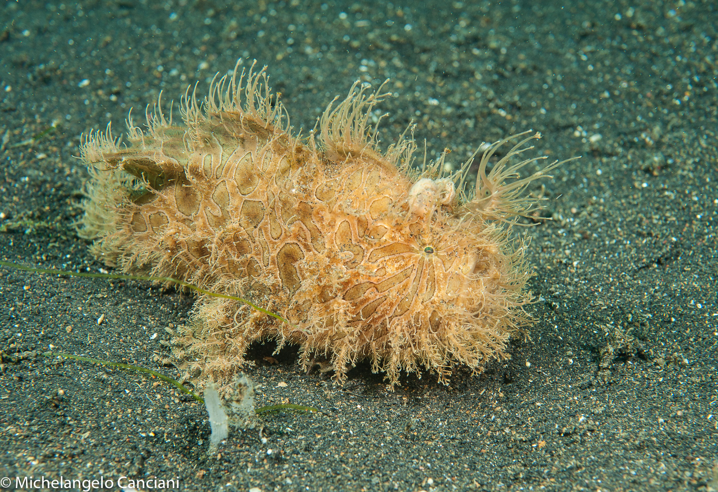 antennarius striatus