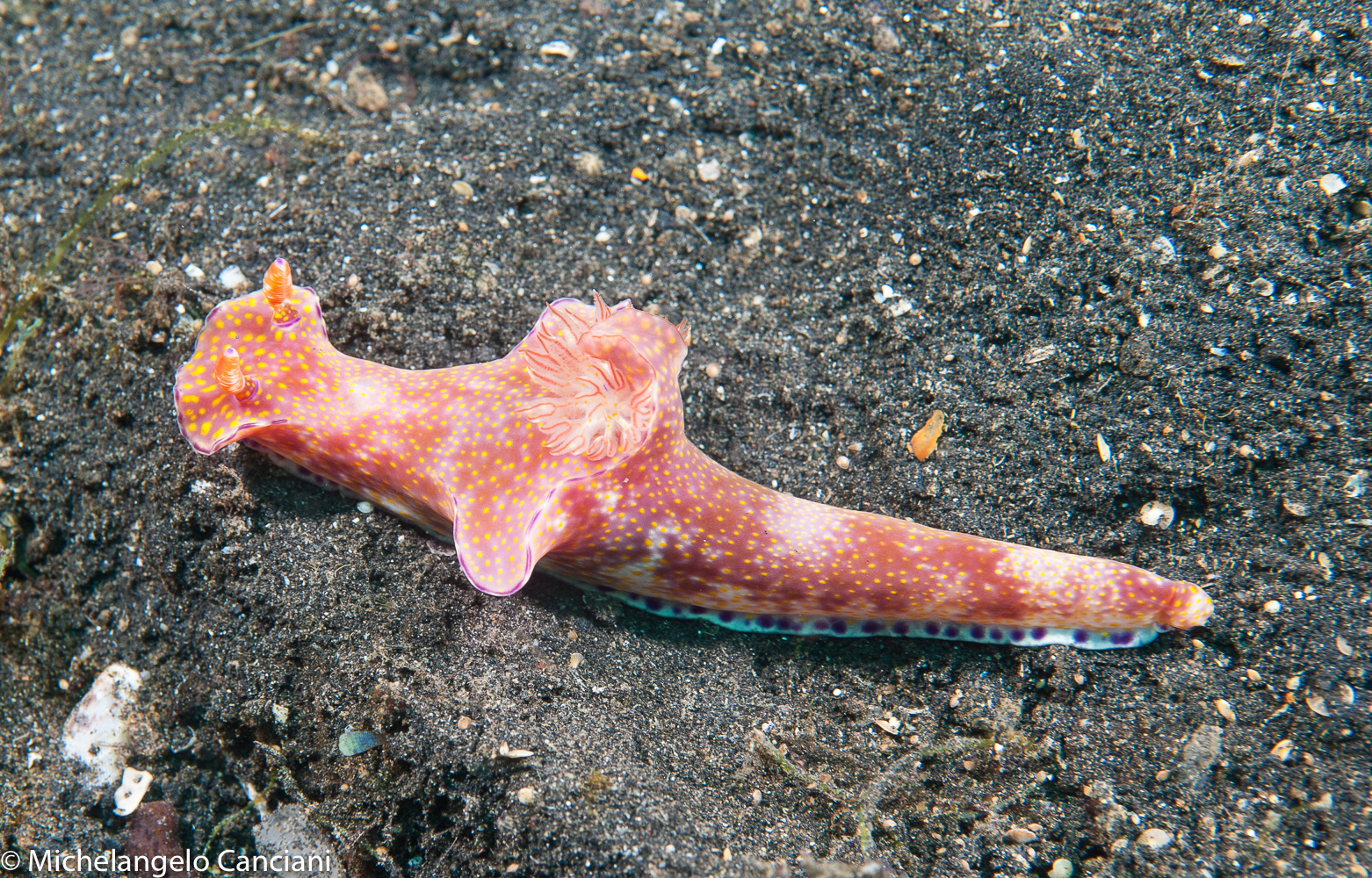 ceratosoma trilobatum
