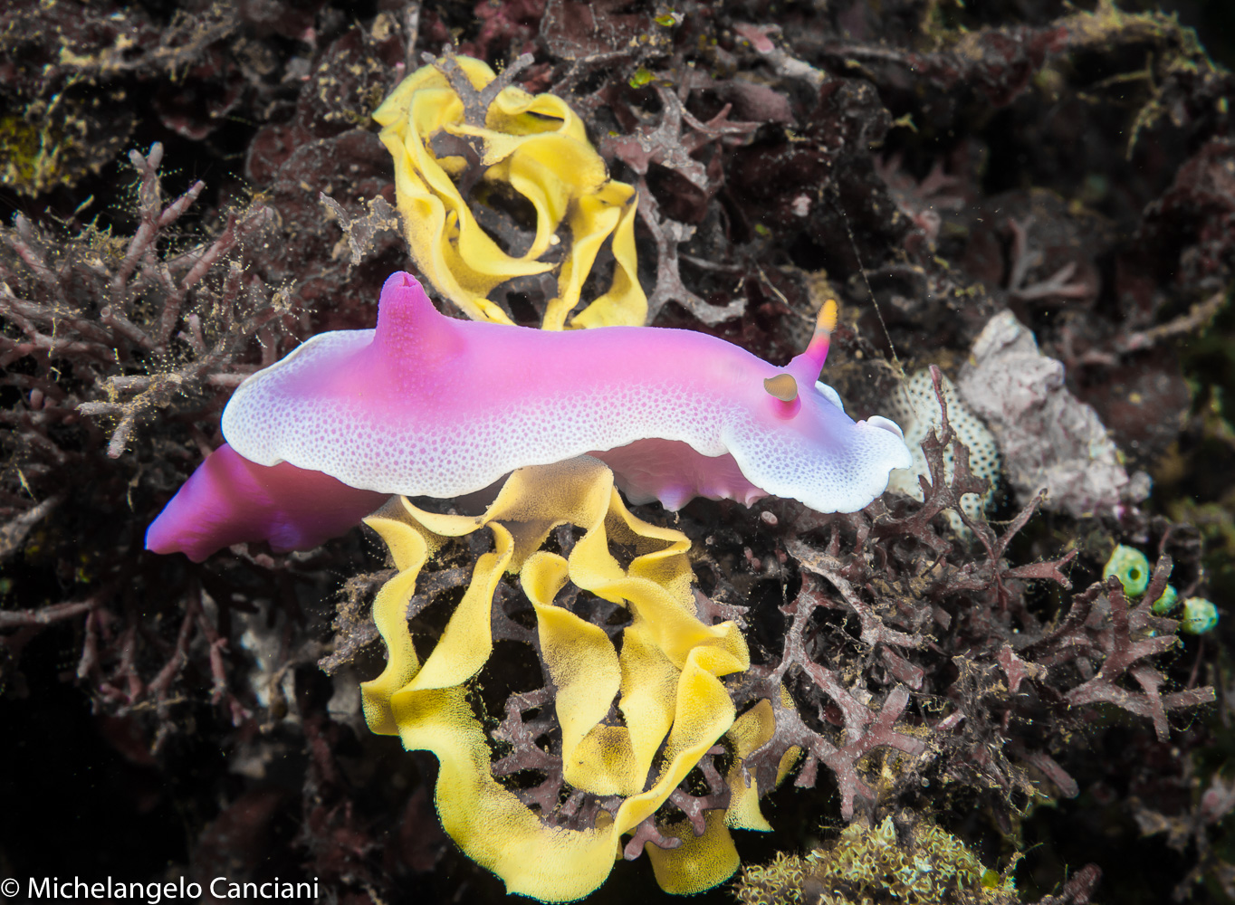 hypselodoris apolegma