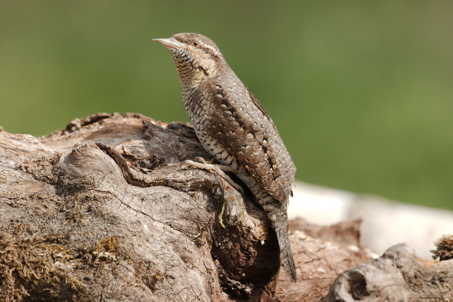 Torcicollo tanatosi 1