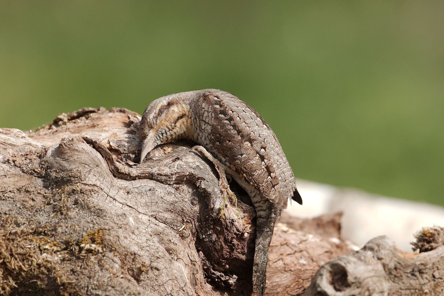 Torcicollo tanatosi 2
