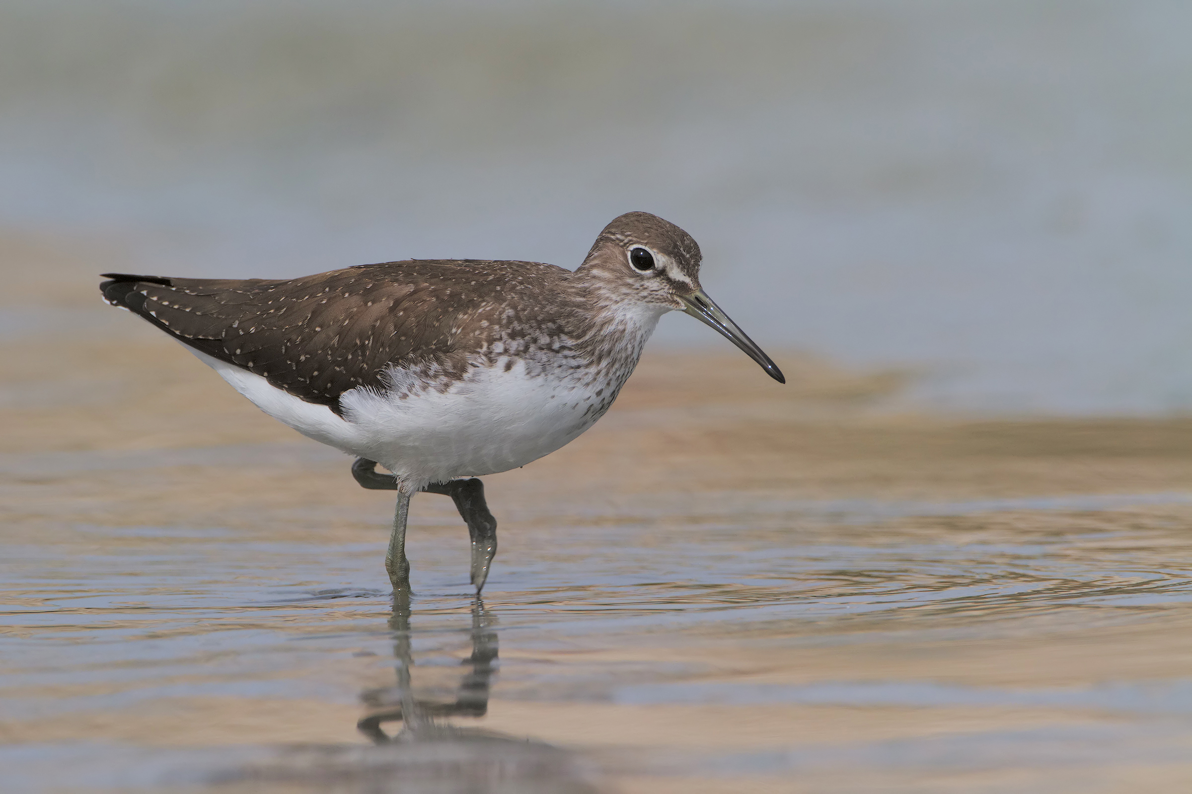 Green Sandpiper