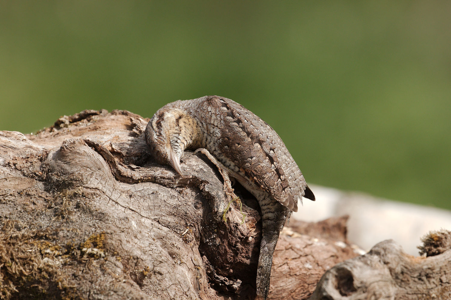 Torcicollo tanatosi 6