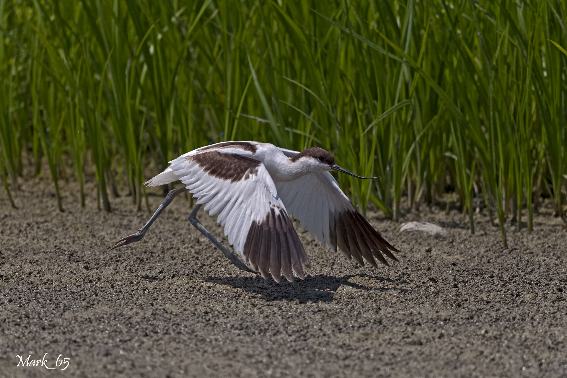 avocet