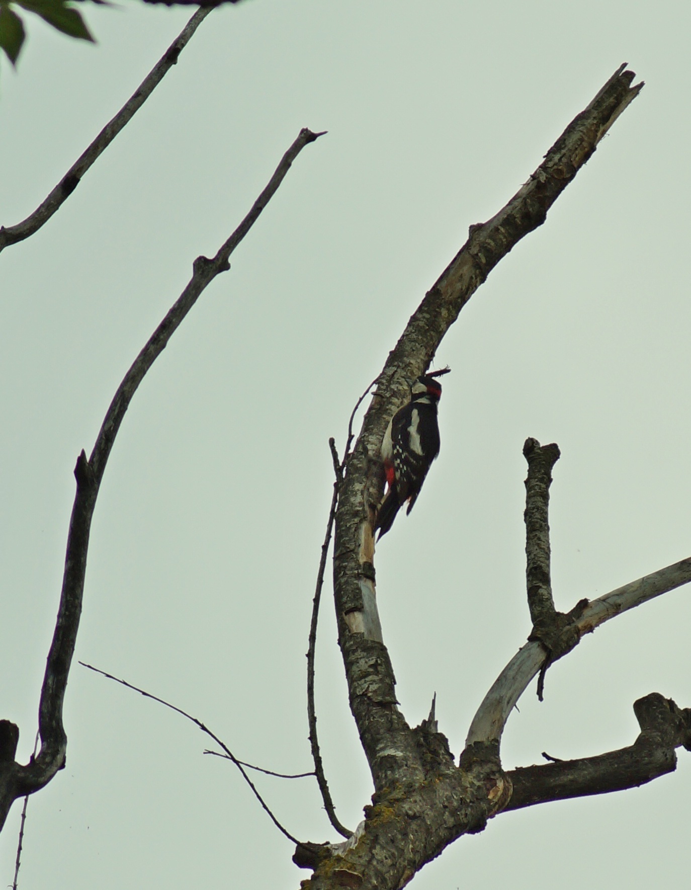 Red-tailed woodpecker