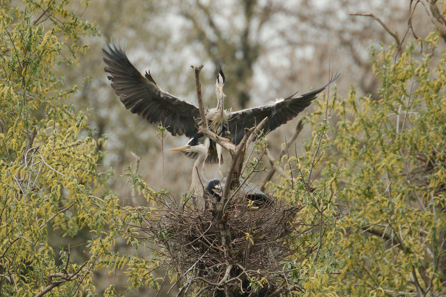 Grey Heron at the nest