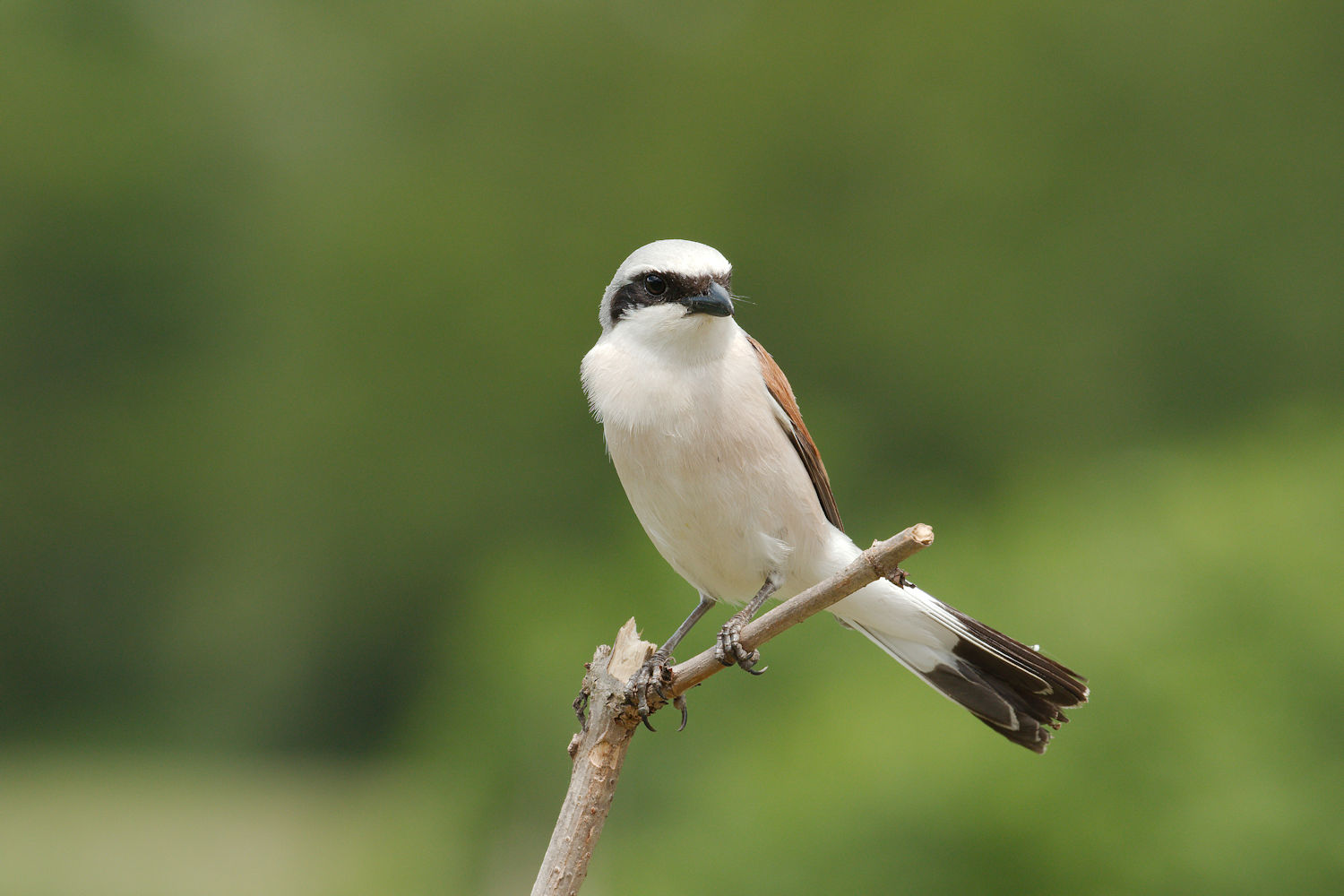 Shrike male 1