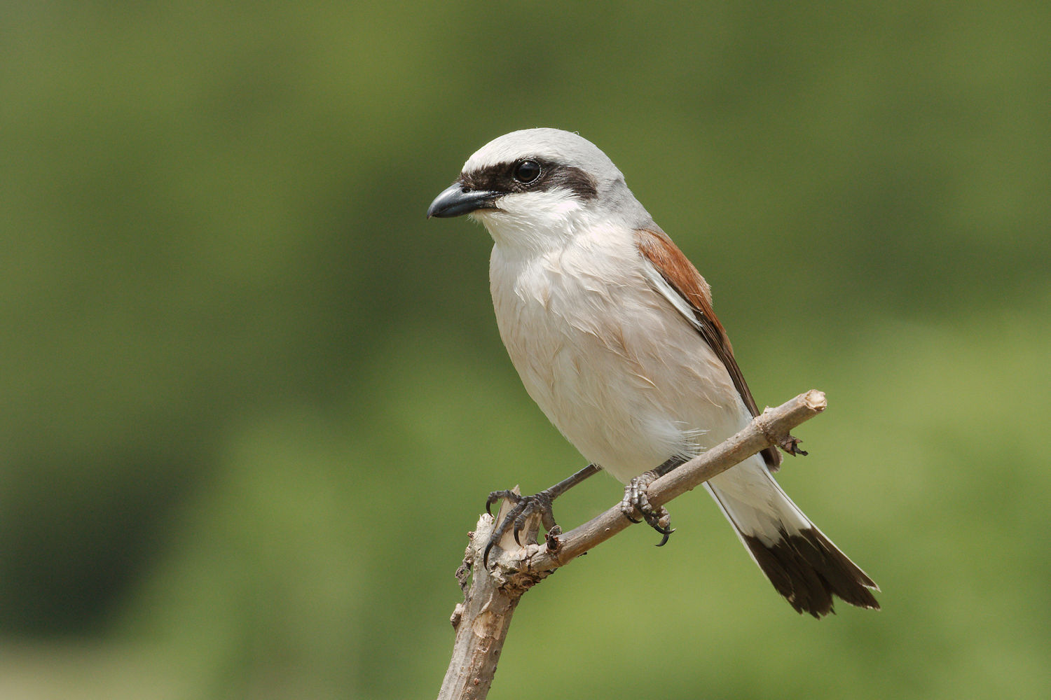 Shrike male 2