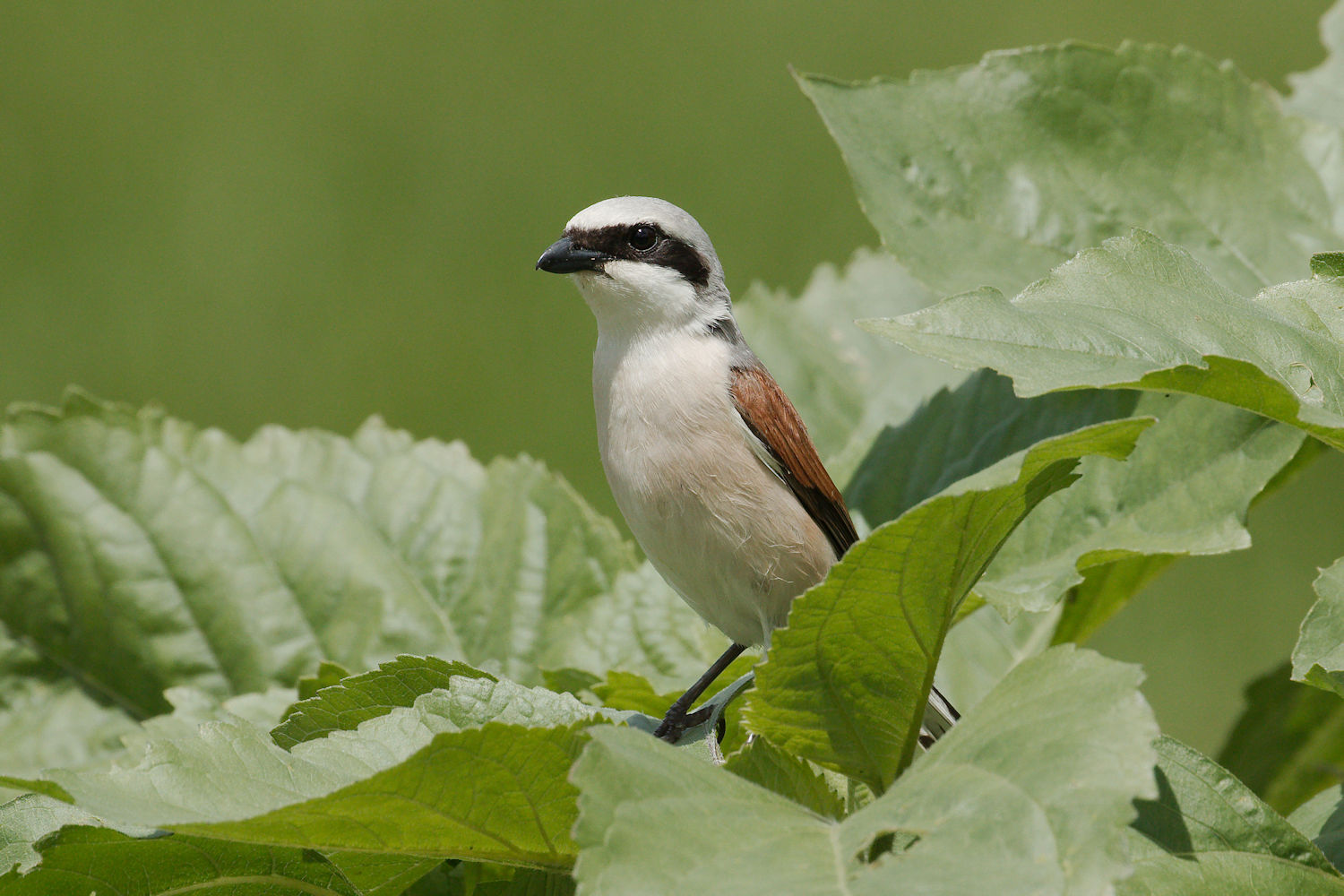 Shrike male 3