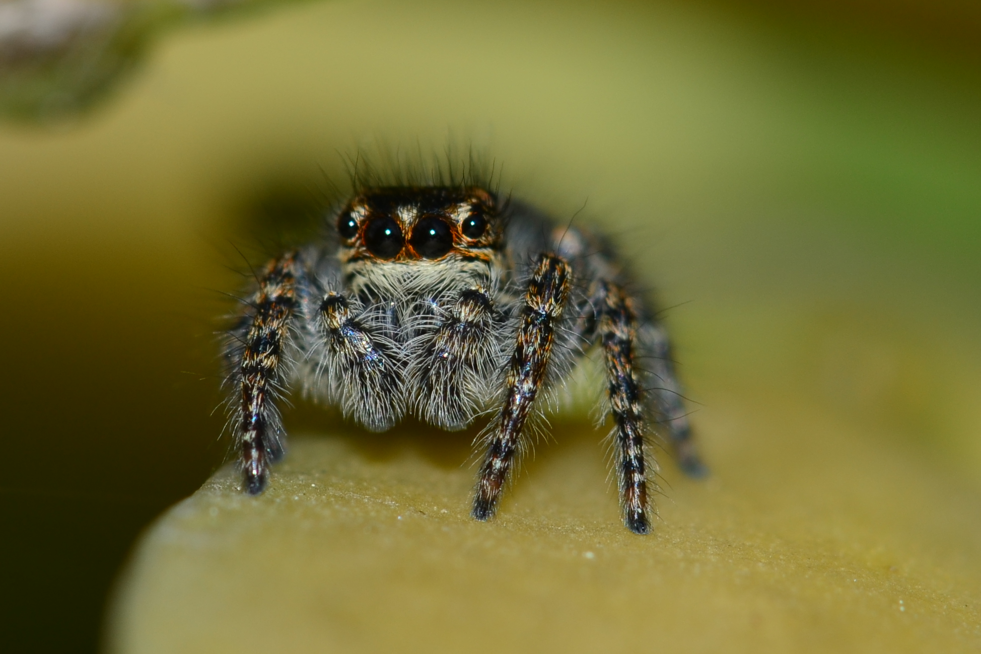 Salticidae