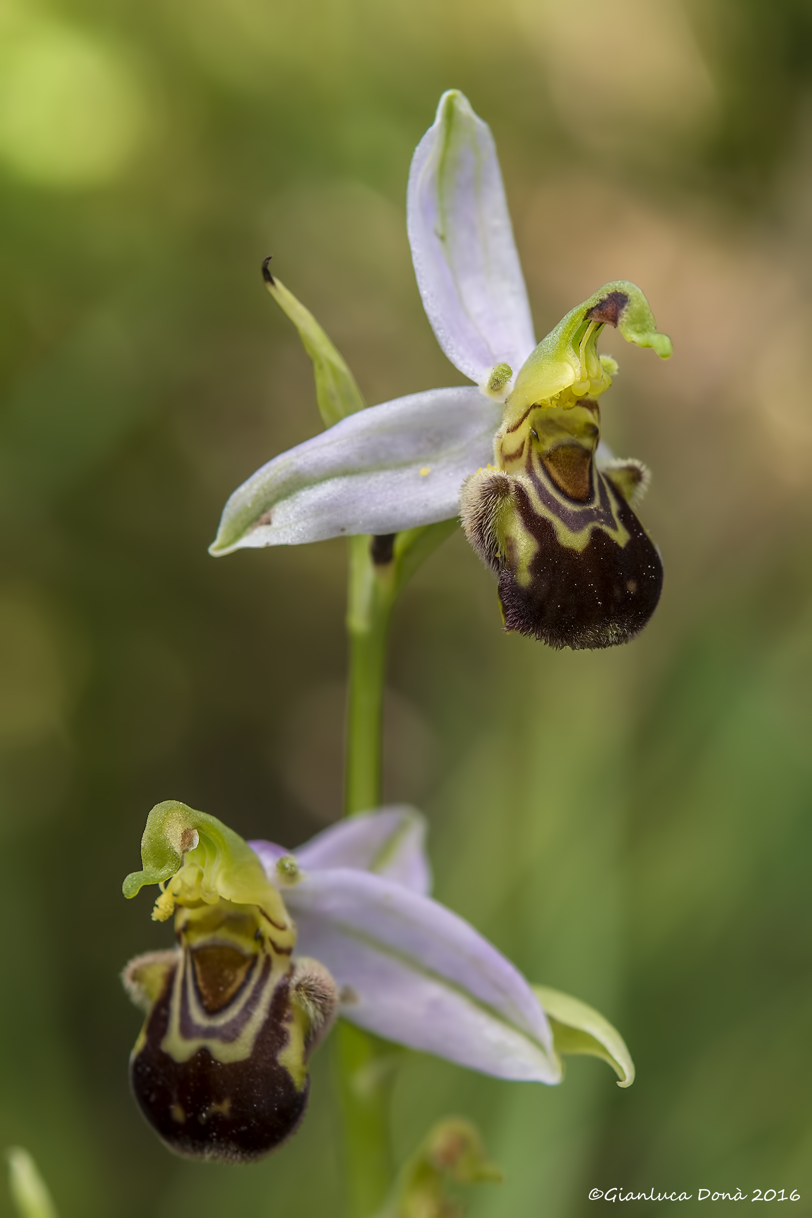 Ophrys apifera Huds., 1762