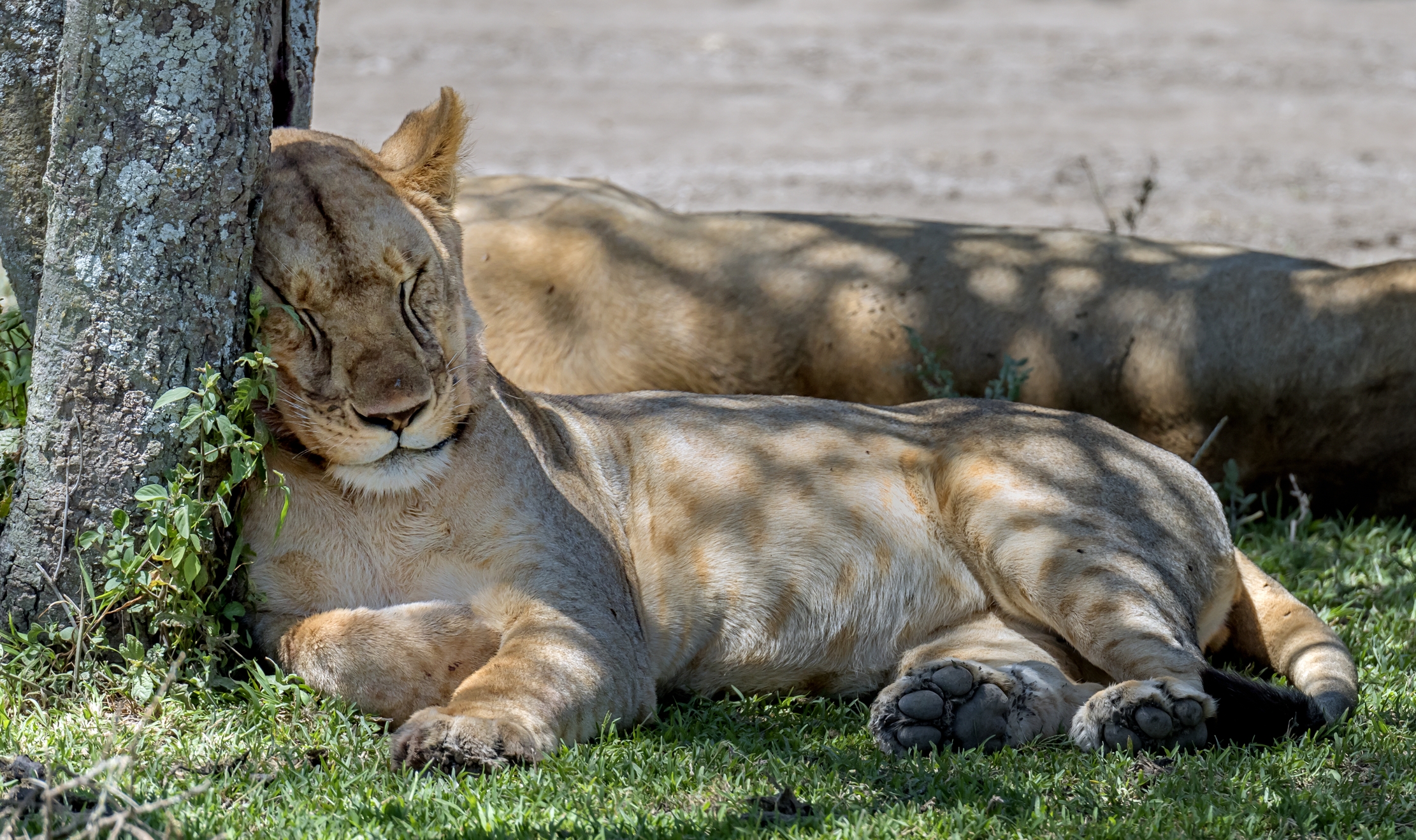 Tanzania 2016 - Sonno