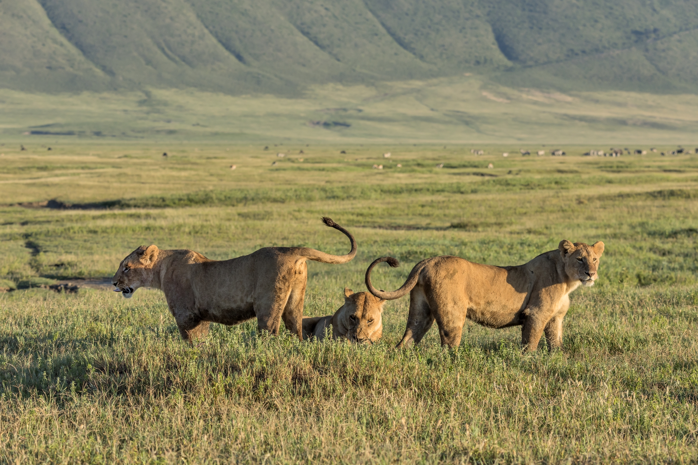 Tanzania 2016 - Nel Ngorongoro crater