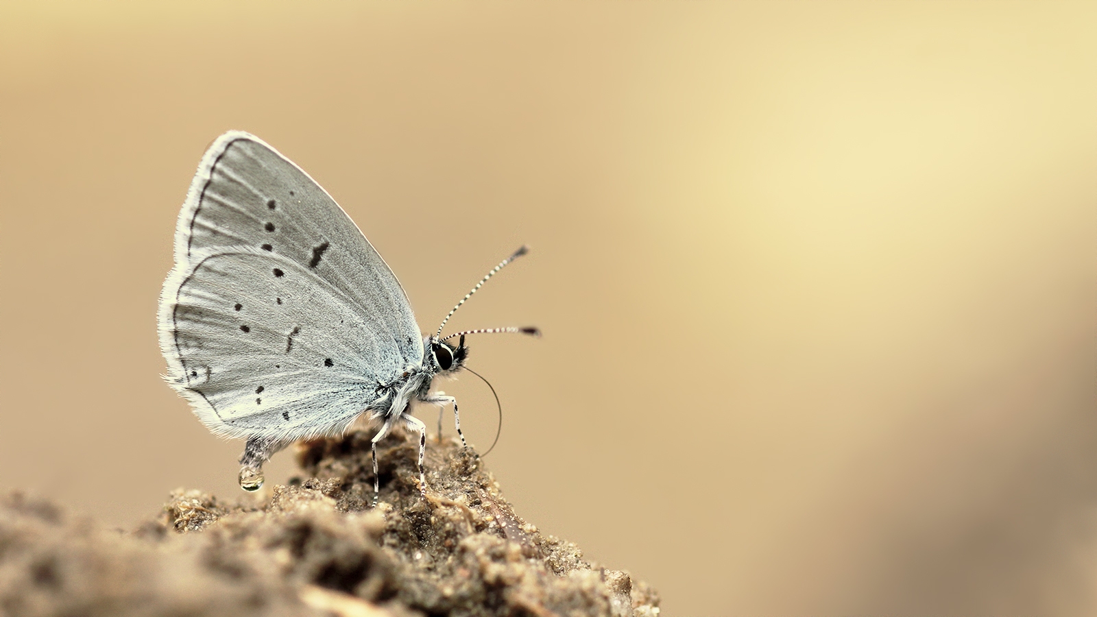 Aspettando la pioggia d'estate