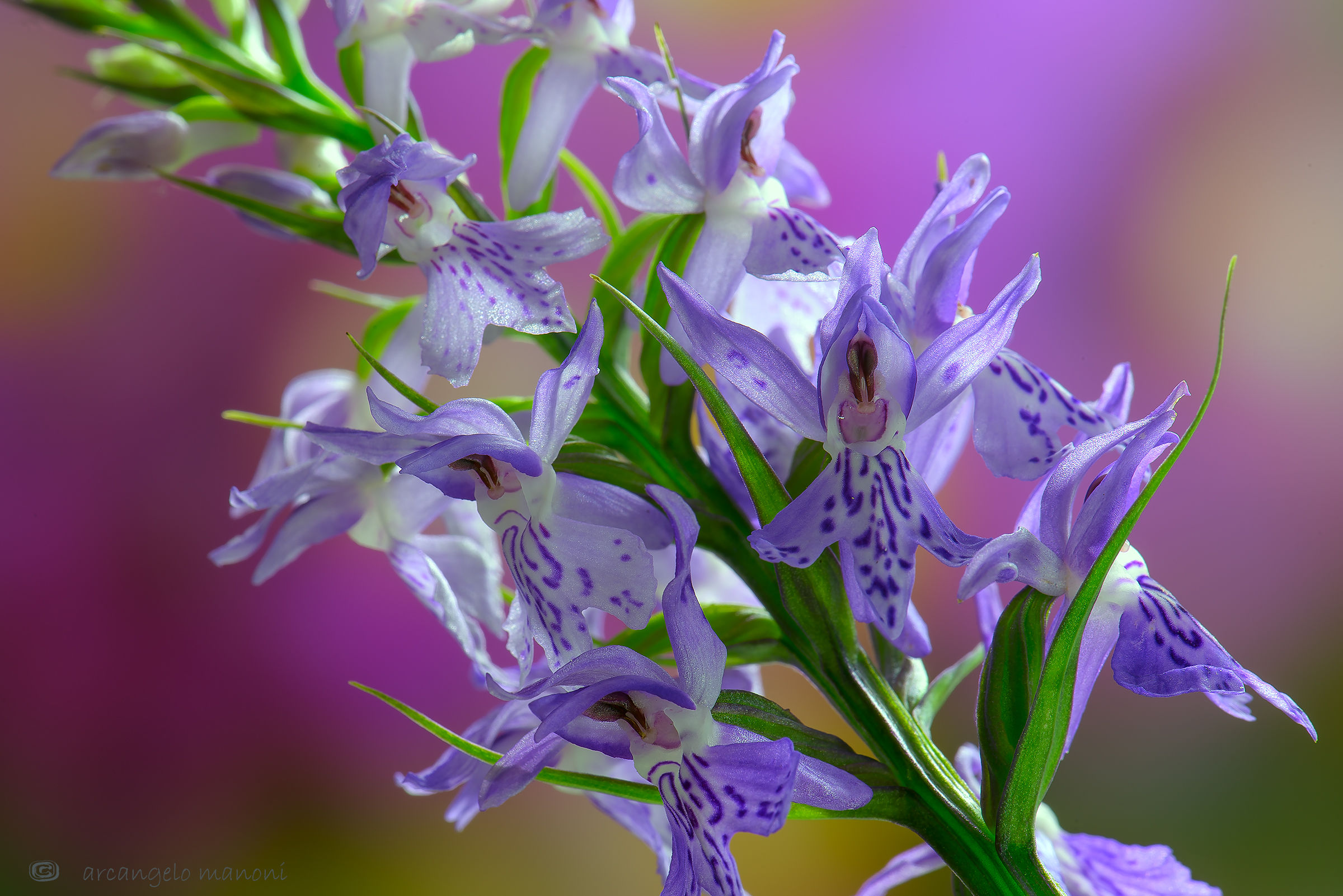 Dactylorhiza maculata
