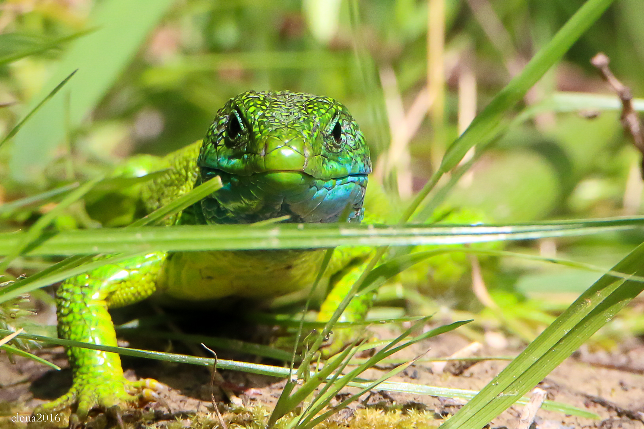 green lizard