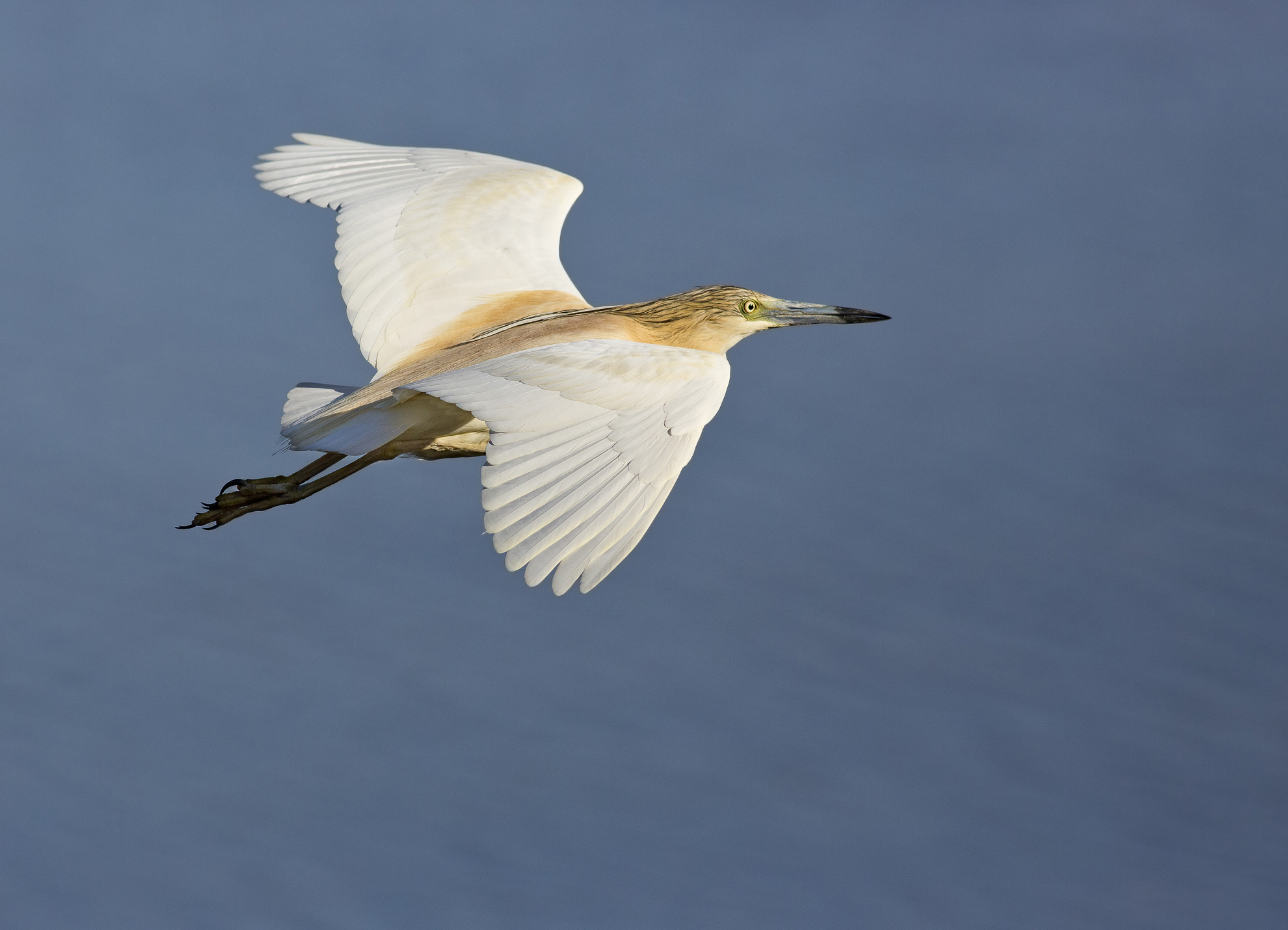 400 5,6 sgarza ciuffetto (ardeola ralloides)