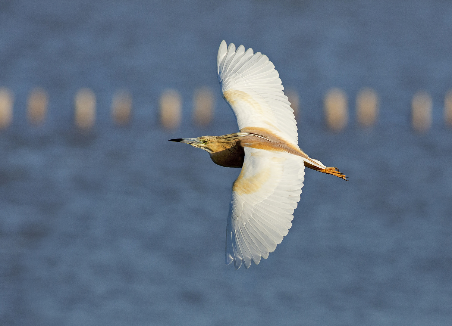 400 5,6 sgarza ciuffetto (ardeola ralloides)