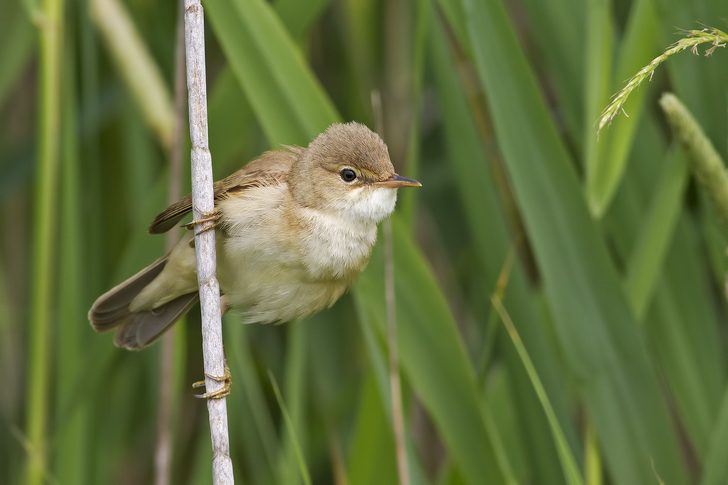 reed warbler