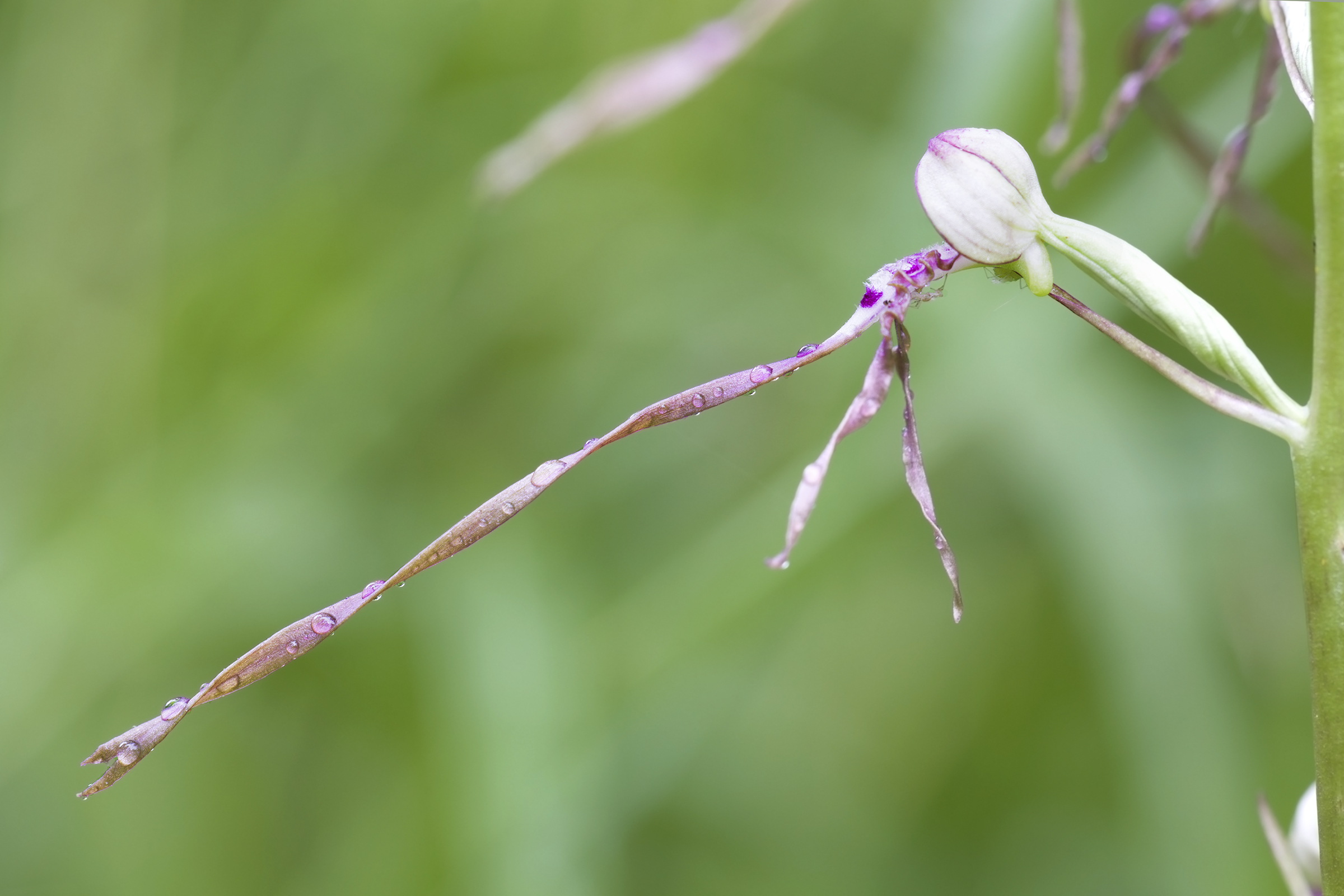Himantoglossum adriaticum