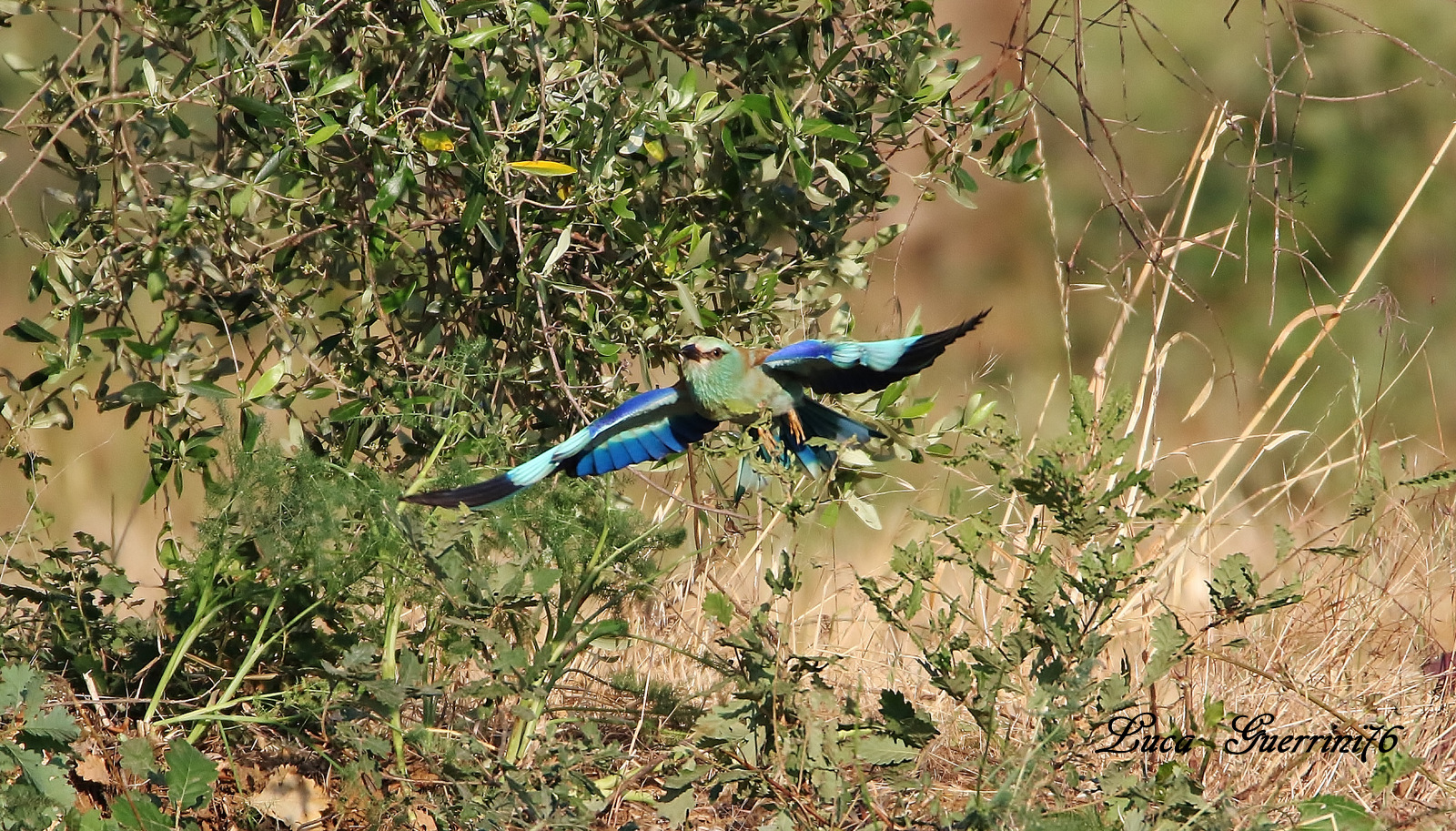 European Roller (Coracias garrulus Linnaeus, 1758)