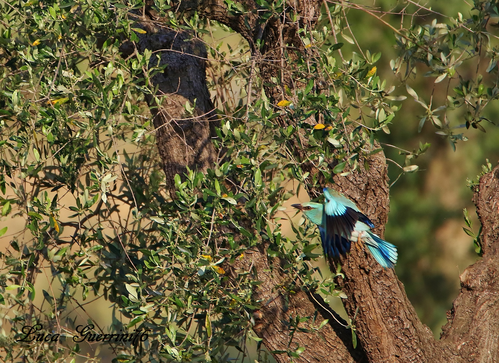 European Roller (Coracias garrulus Linnaeus, 1758)