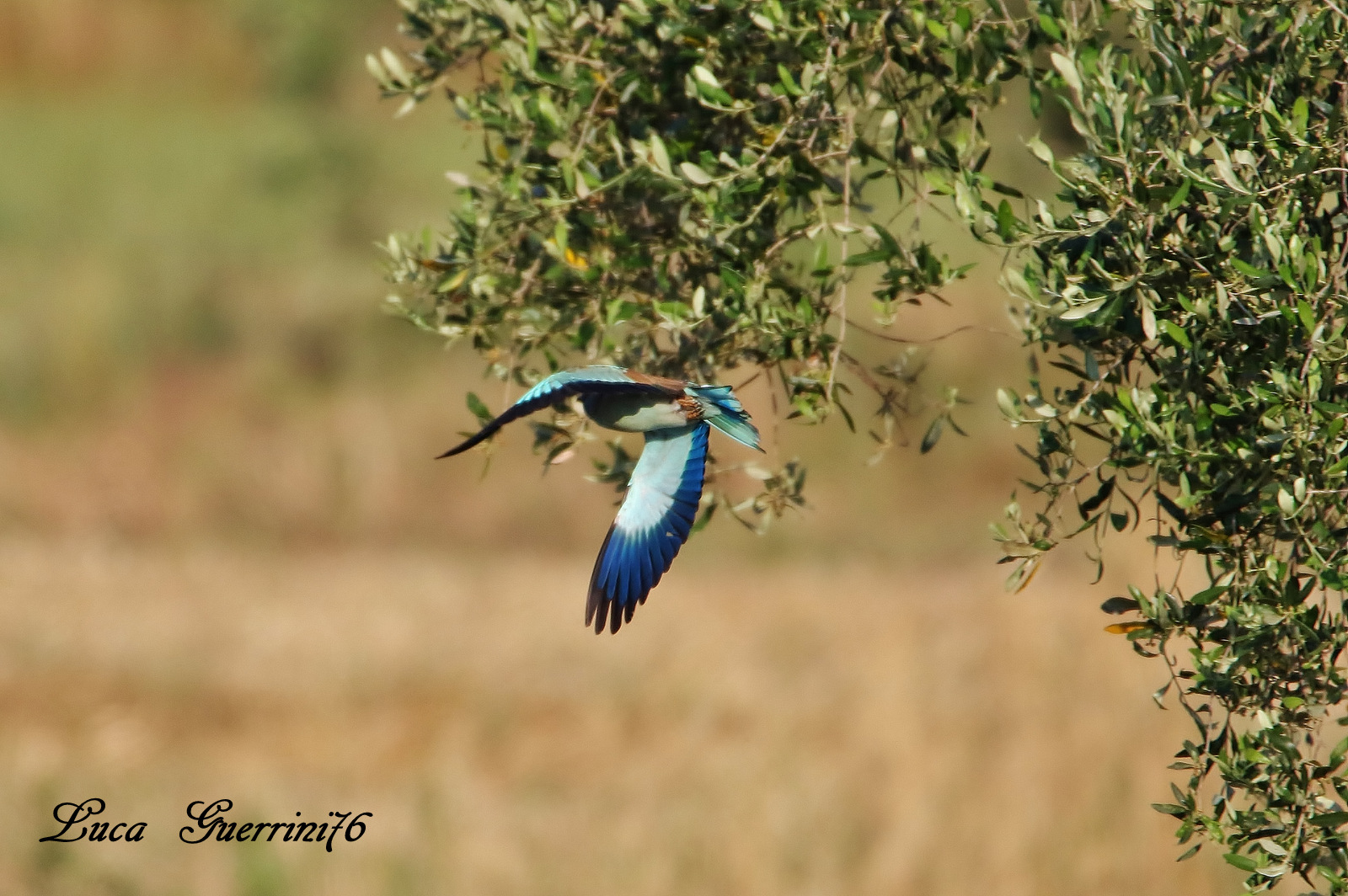 European Roller (Coracias garrulus Linnaeus, 1758)