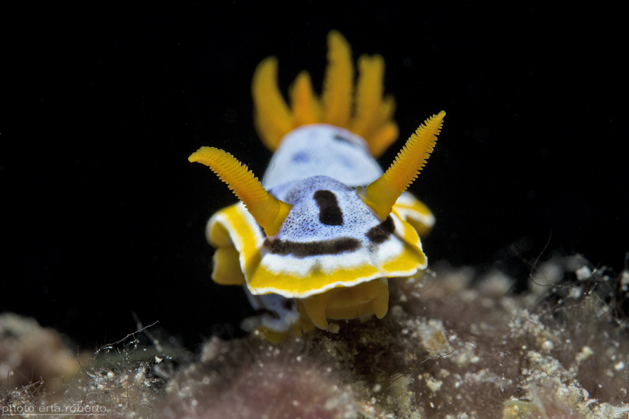 Nudibranco