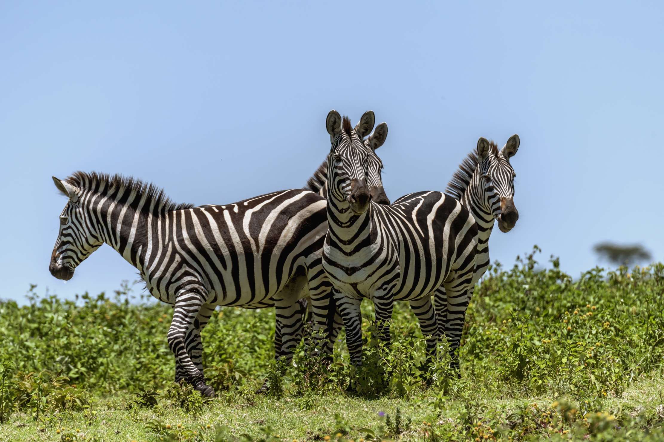 Tanzania 2016 - Zebras