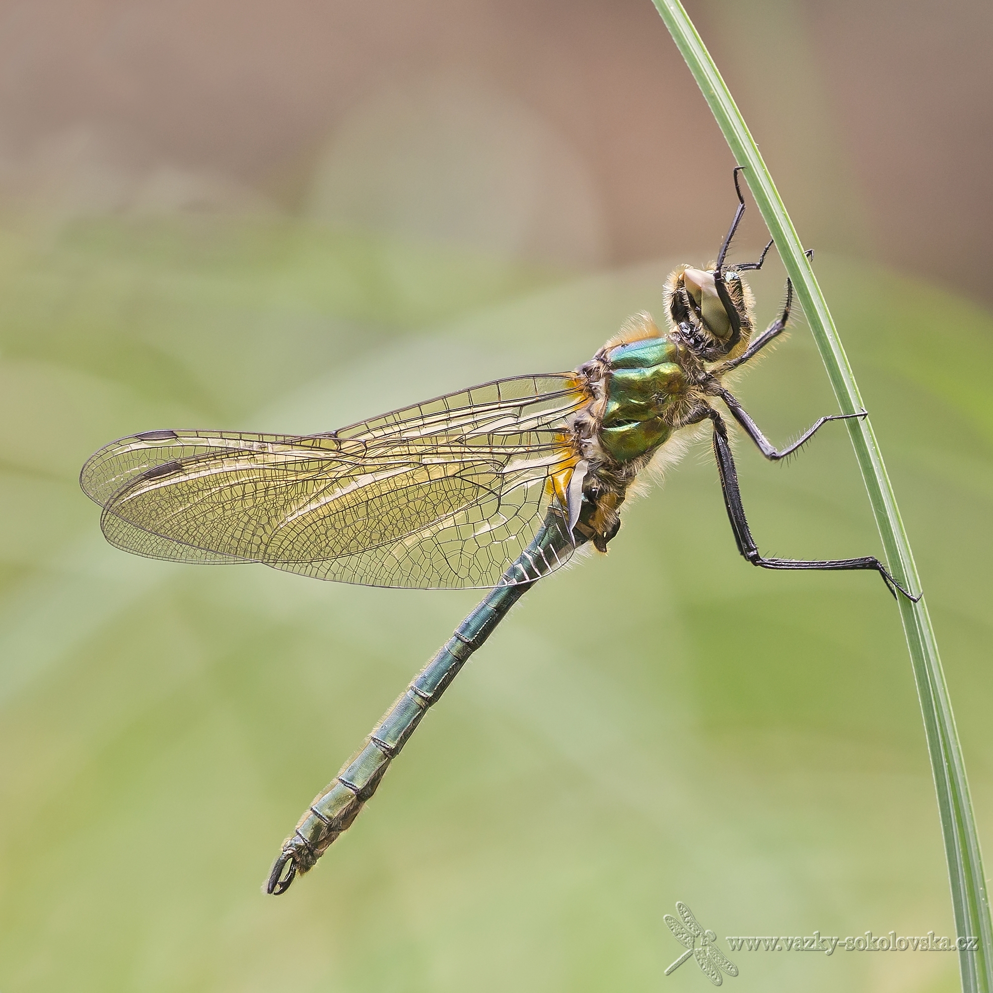 Lesklice měděnná (Cordulia aenea)