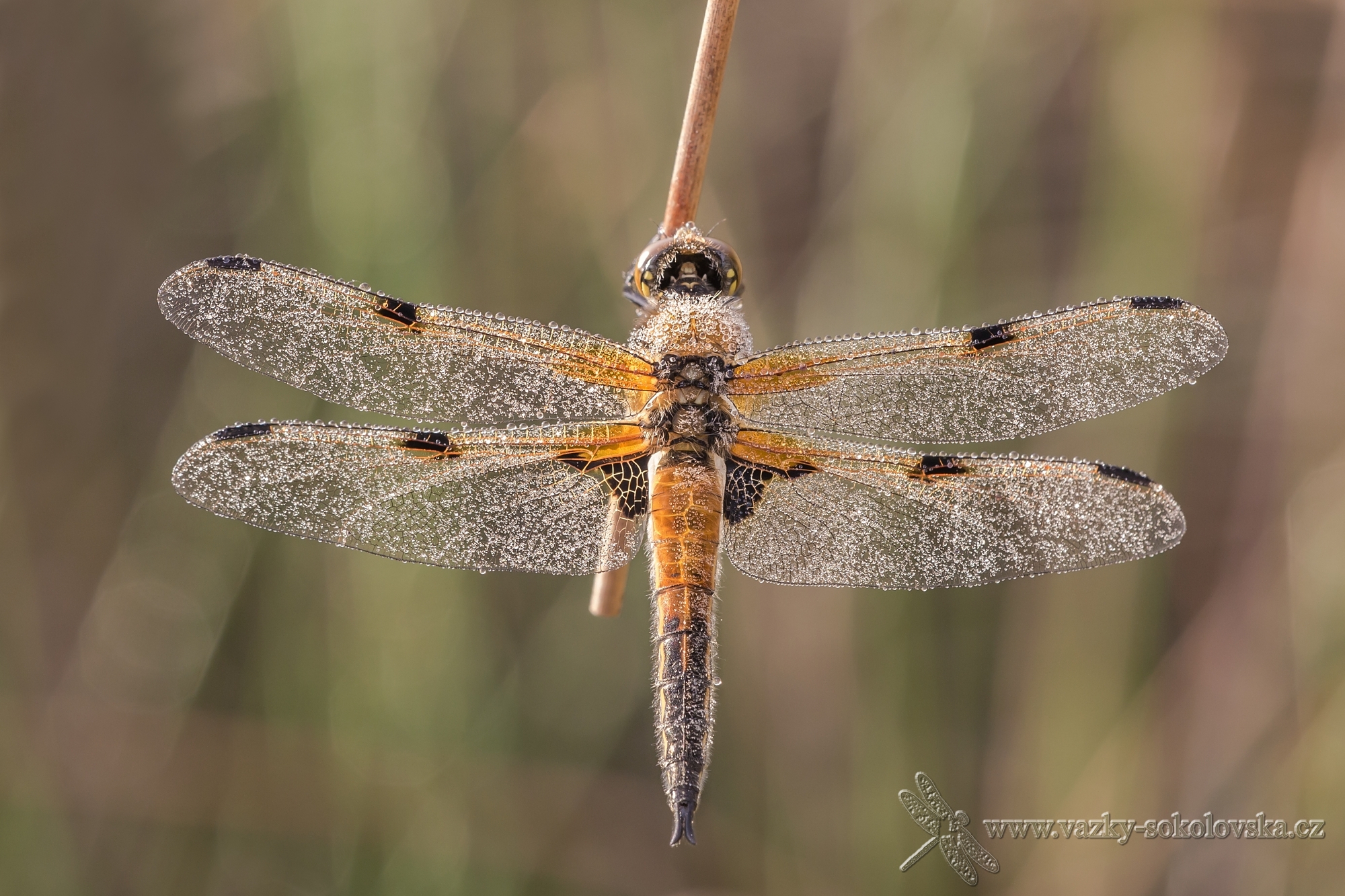 Libellula quadrimaculata