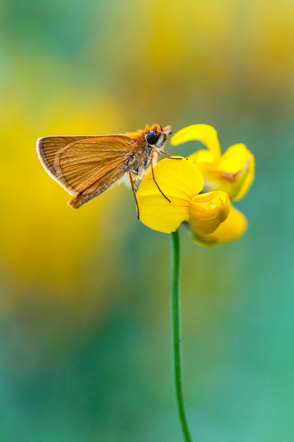 Thymelicus sylvestris